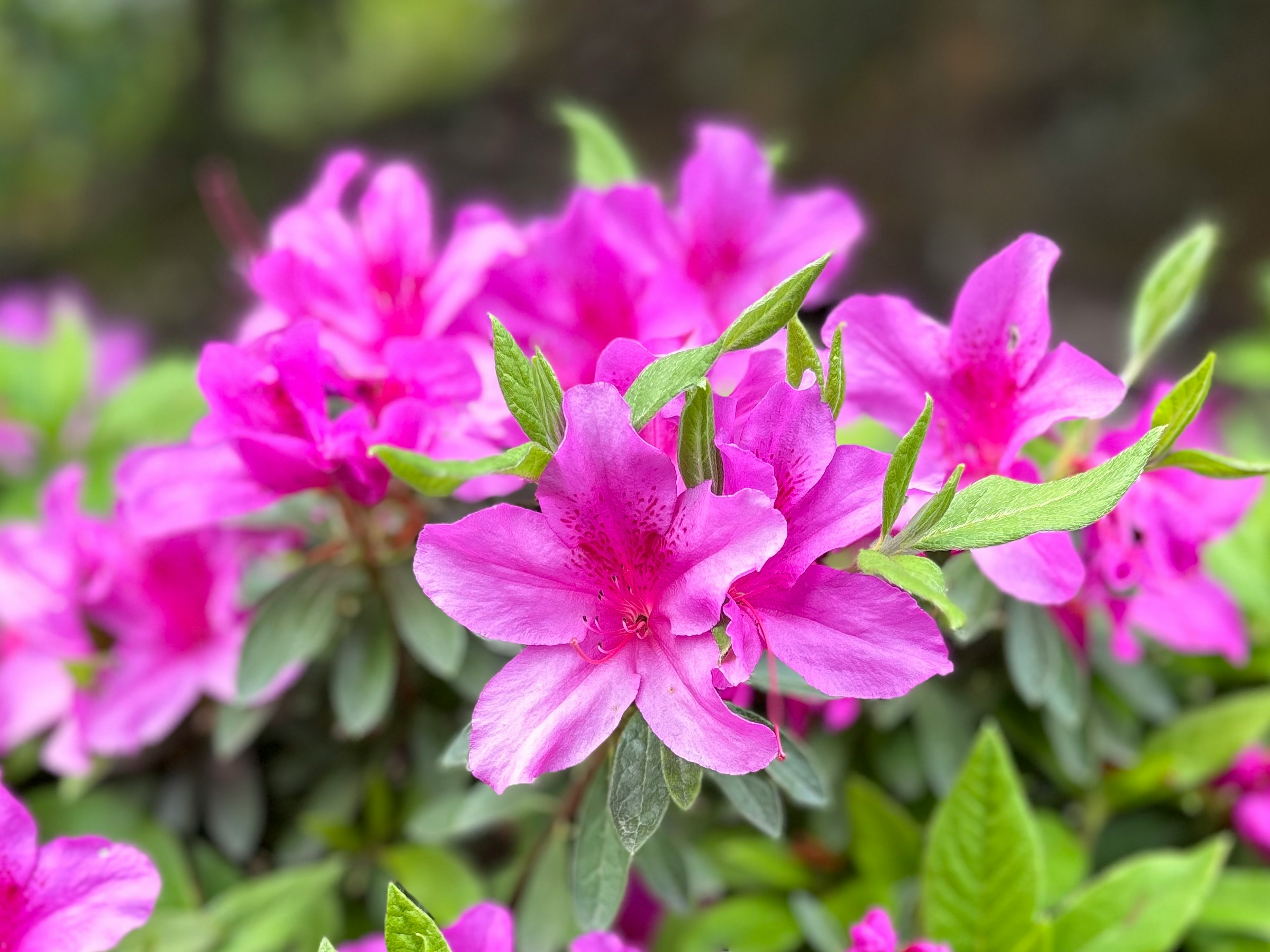 鮮やかなピンクのツツジの花が咲いている