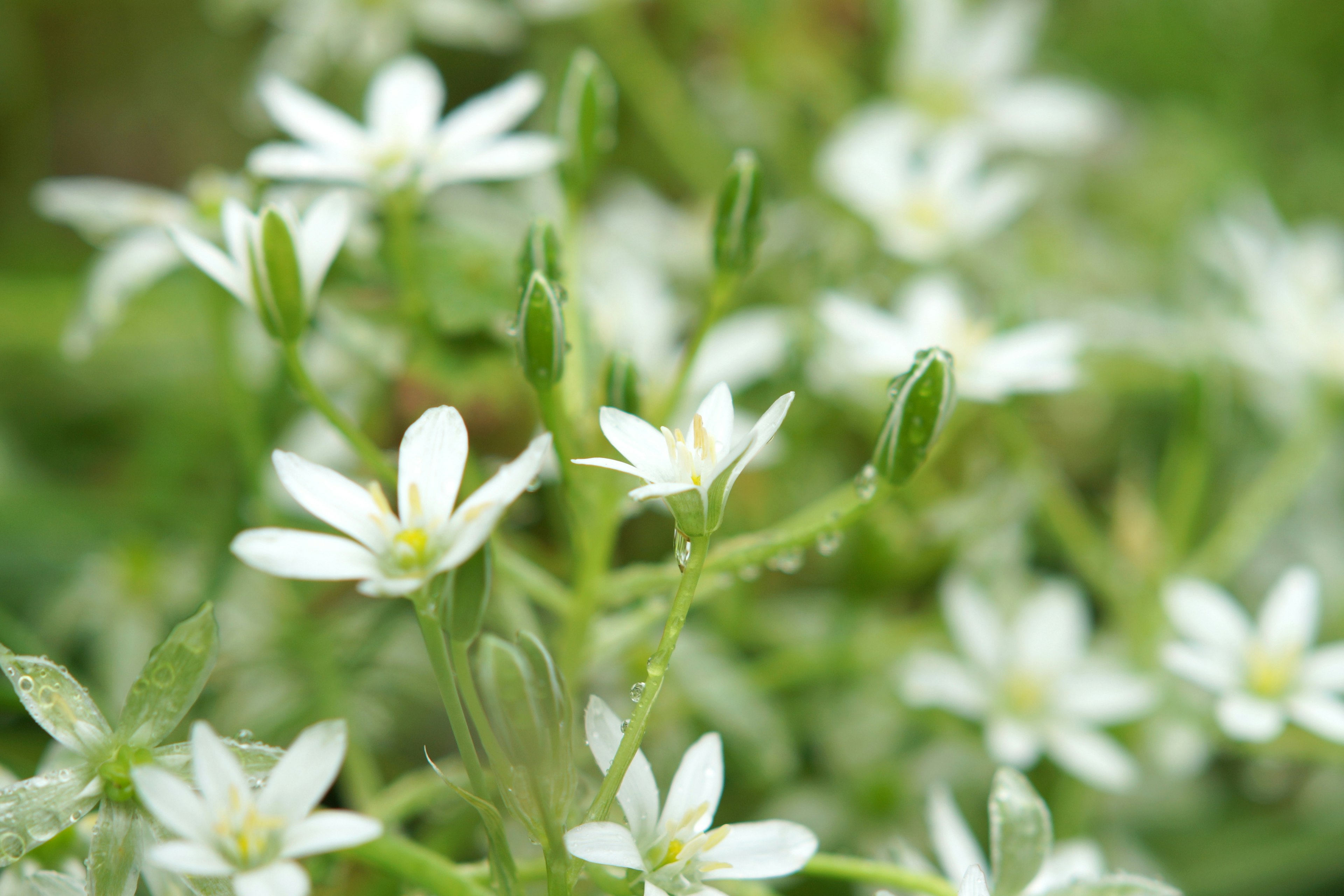 白い小花が咲いている緑の背景の植物のクローズアップ