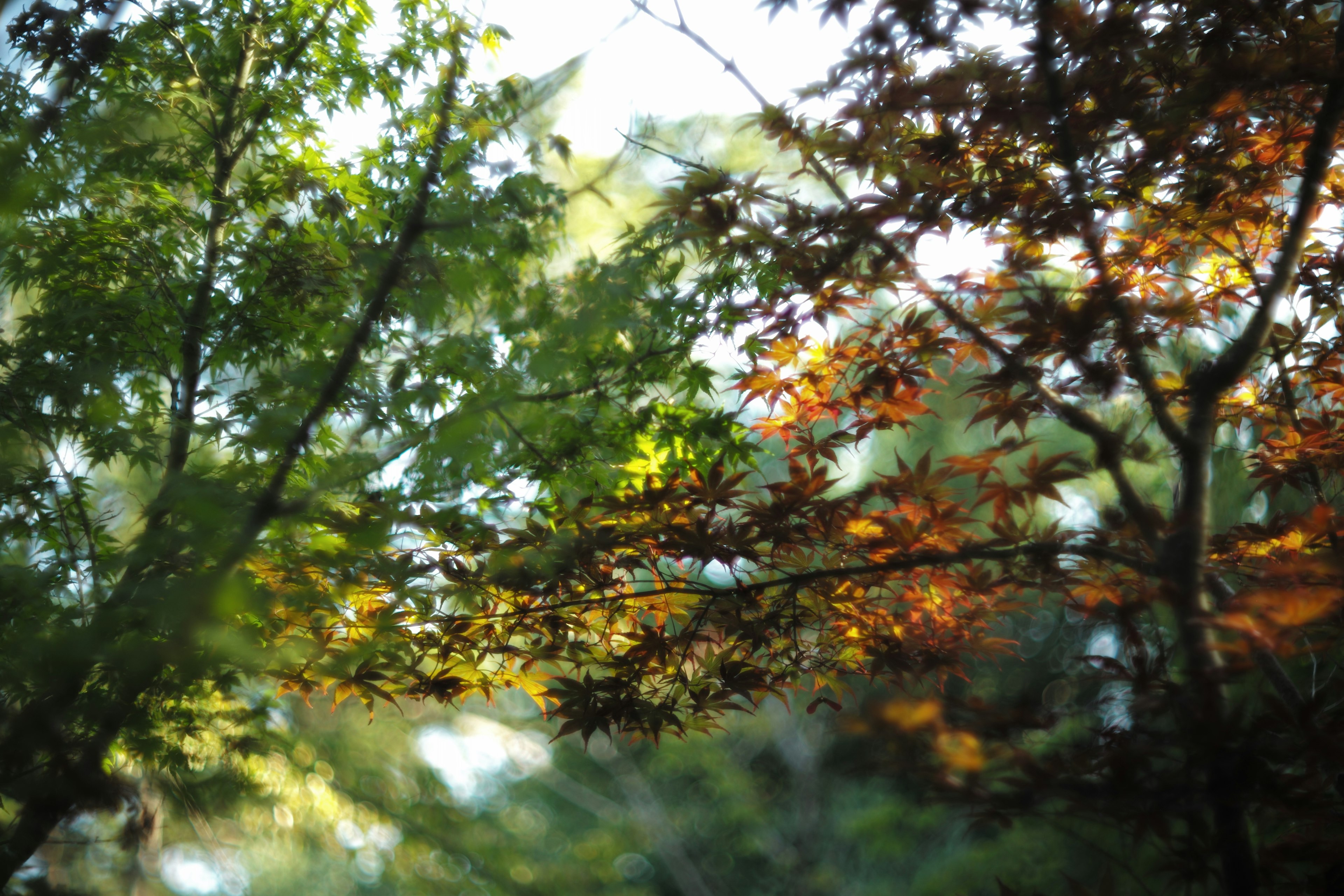 Scenic view of trees with green and orange leaves