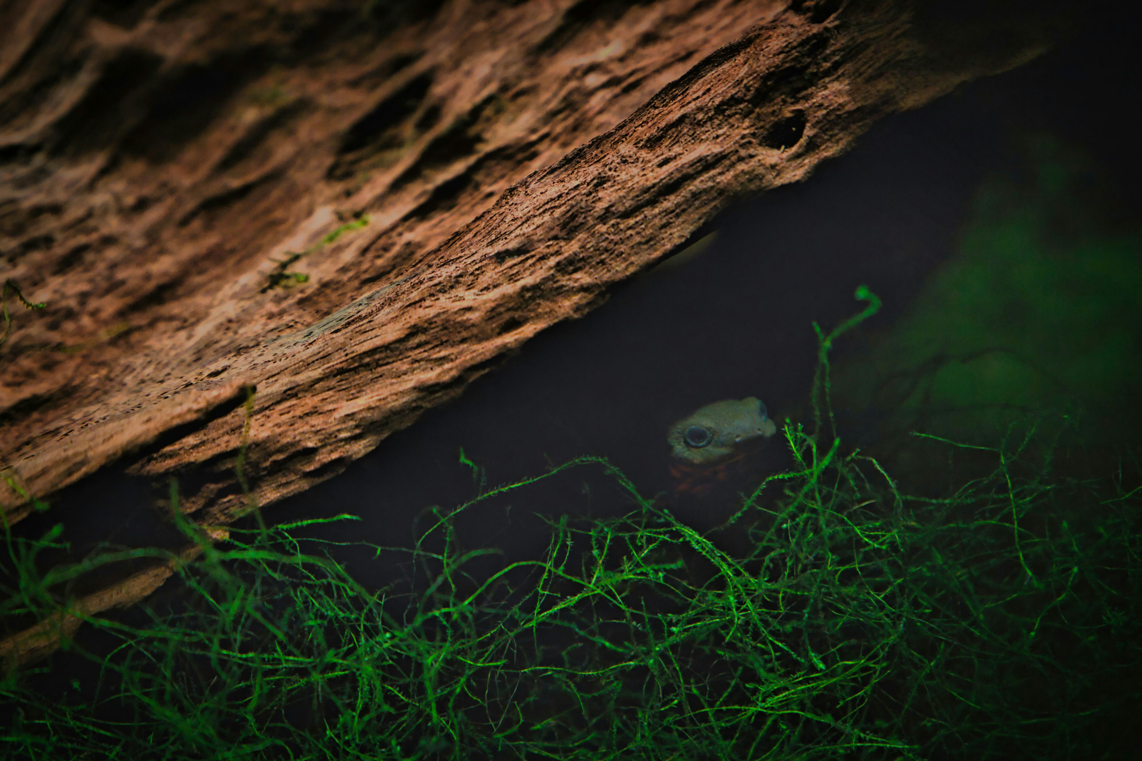 Imagen de hierba verde y superficie de agua oscura cerca de una roca