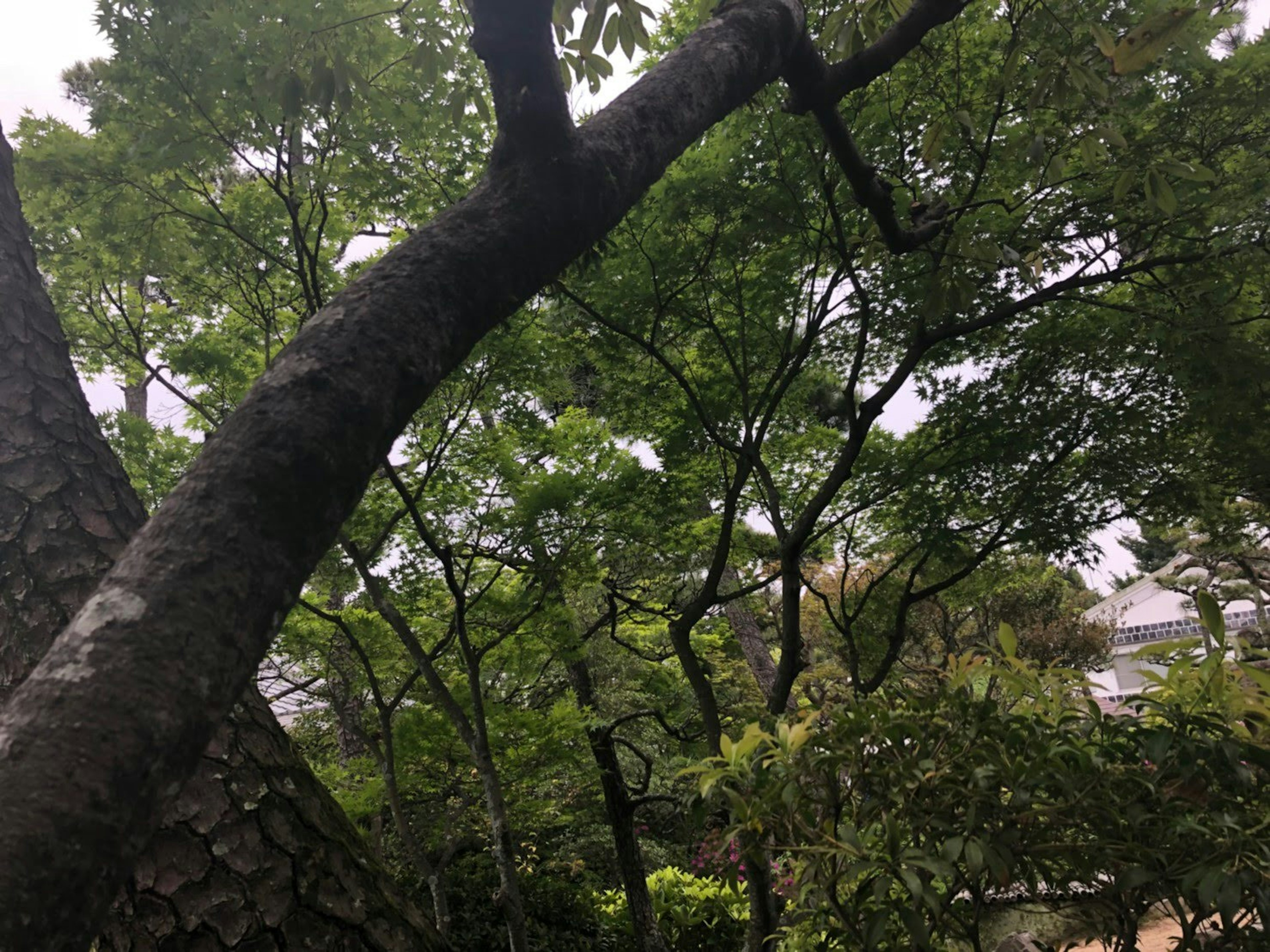 Curved tree trunk among lush green foliage