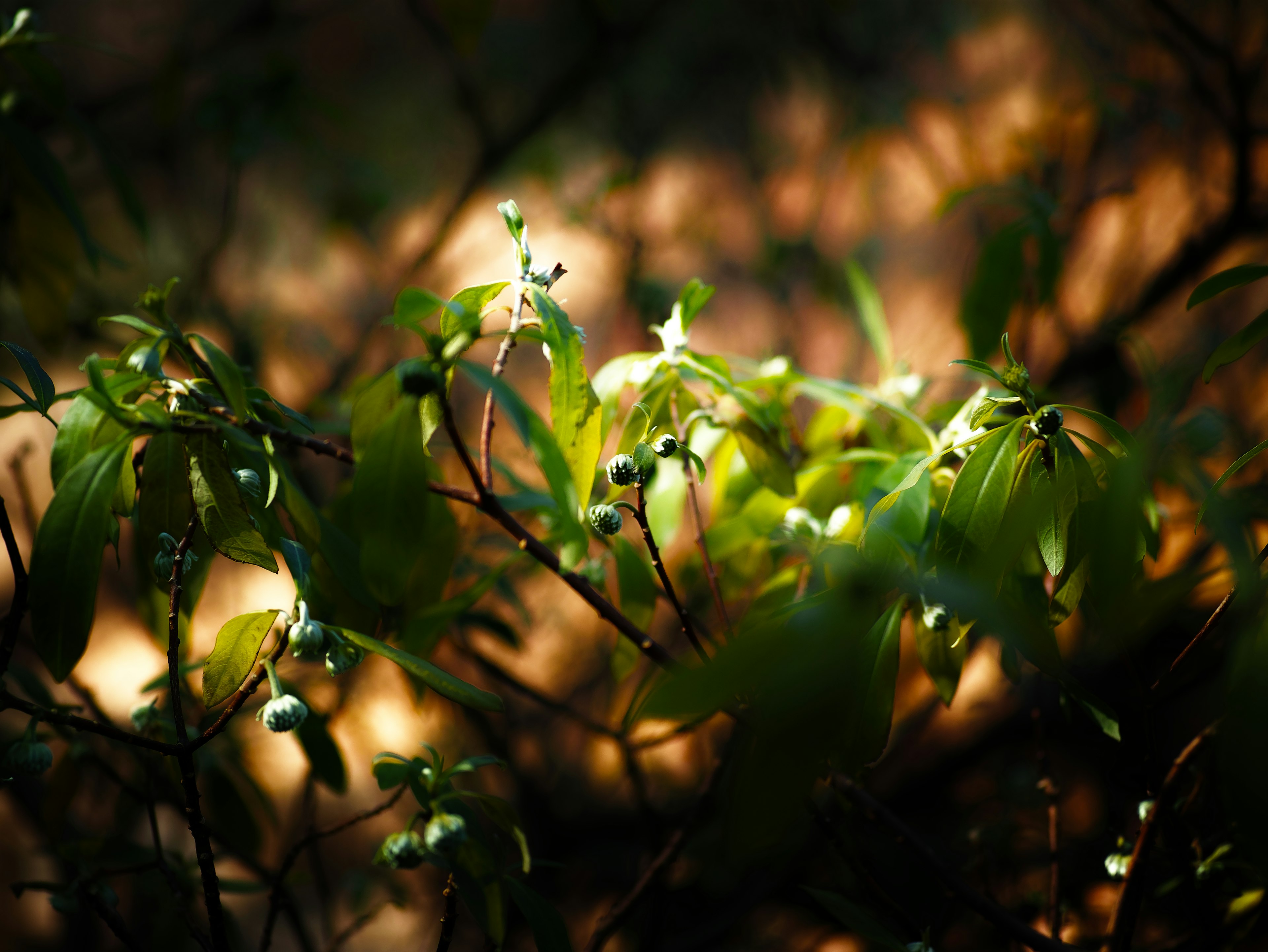 Green leaves on branches illuminated by sunlight