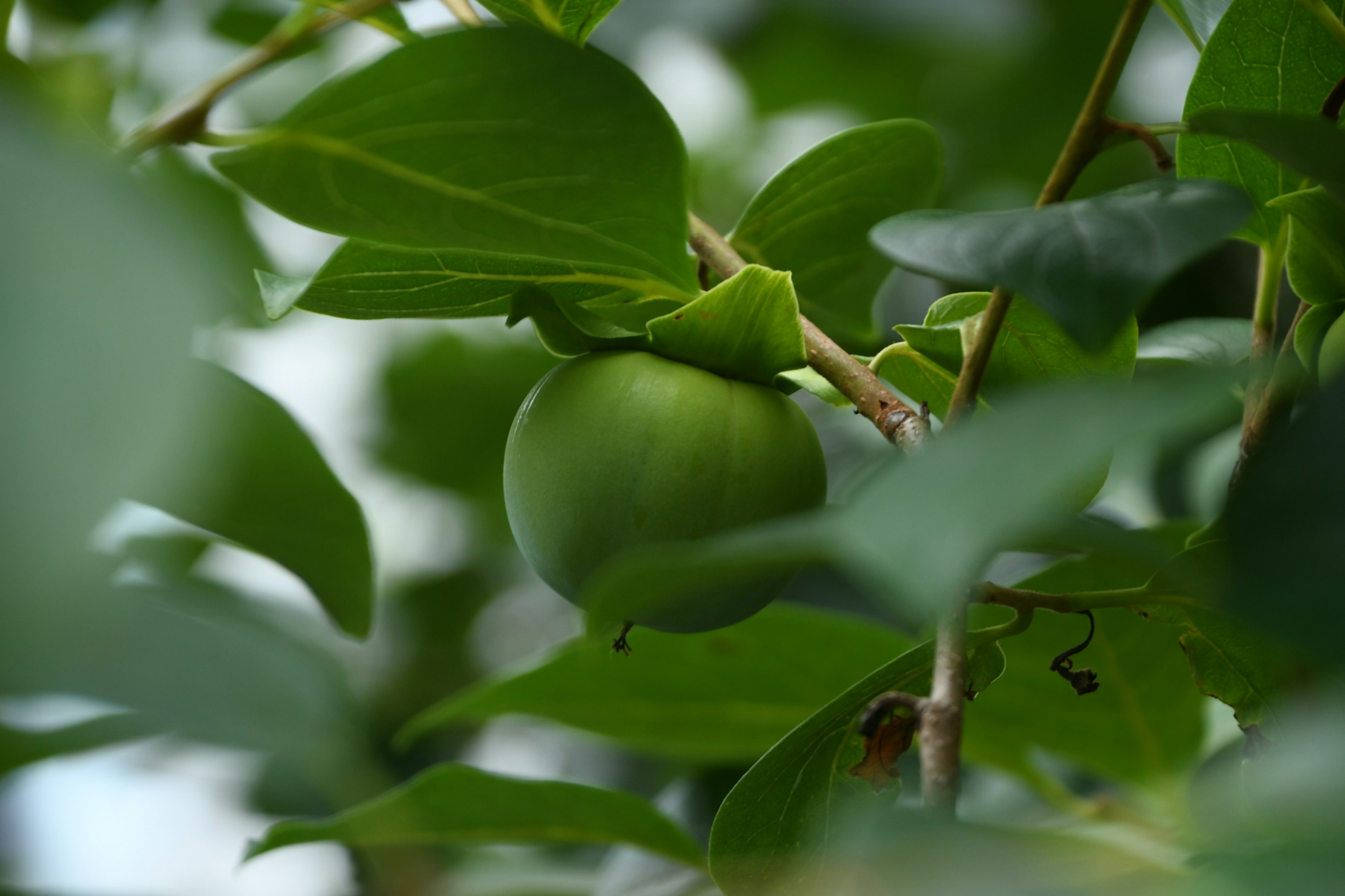 Green fruit surrounded by leaves on a branch