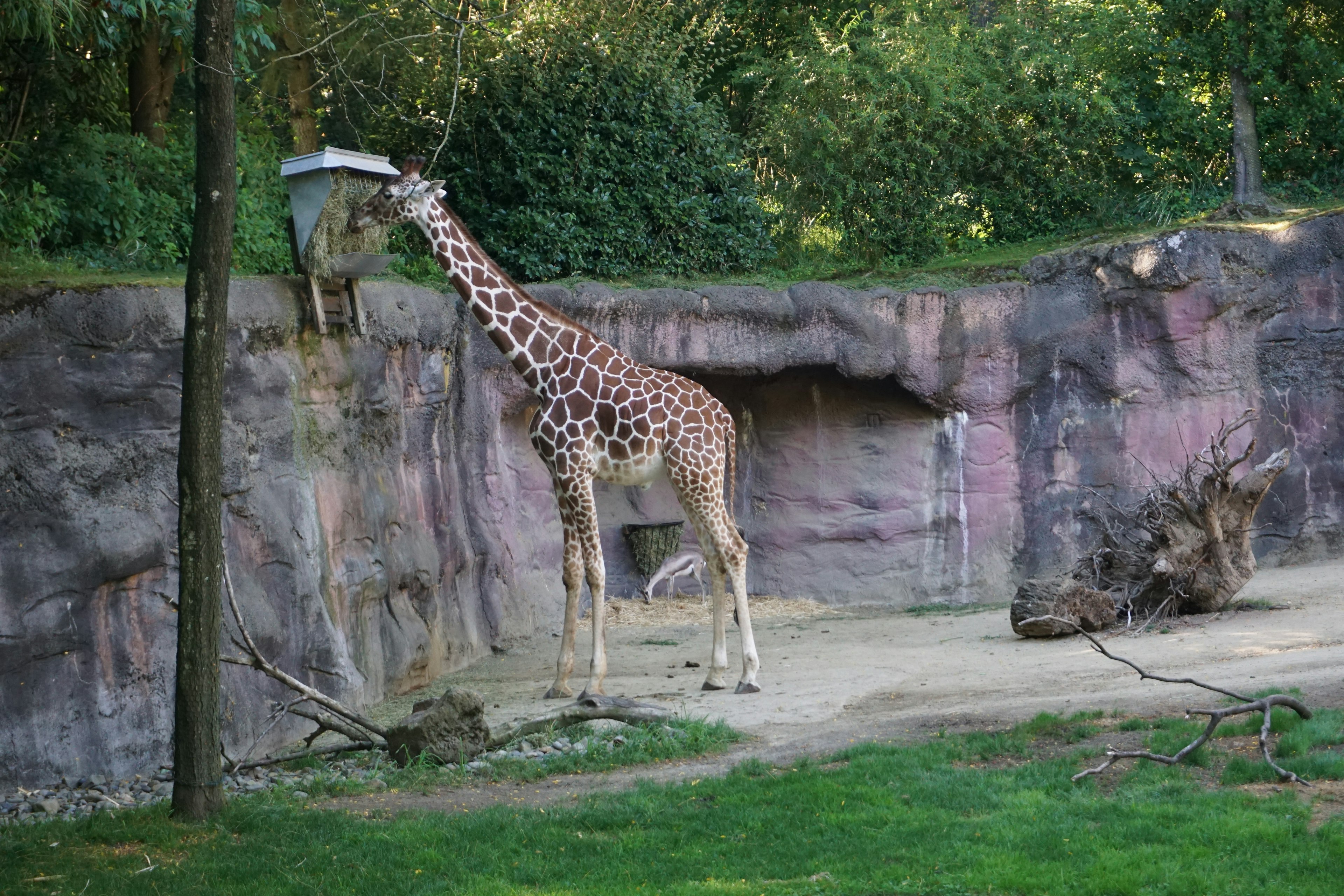 キリンが岩壁の近くで餌を食べている動物園の風景