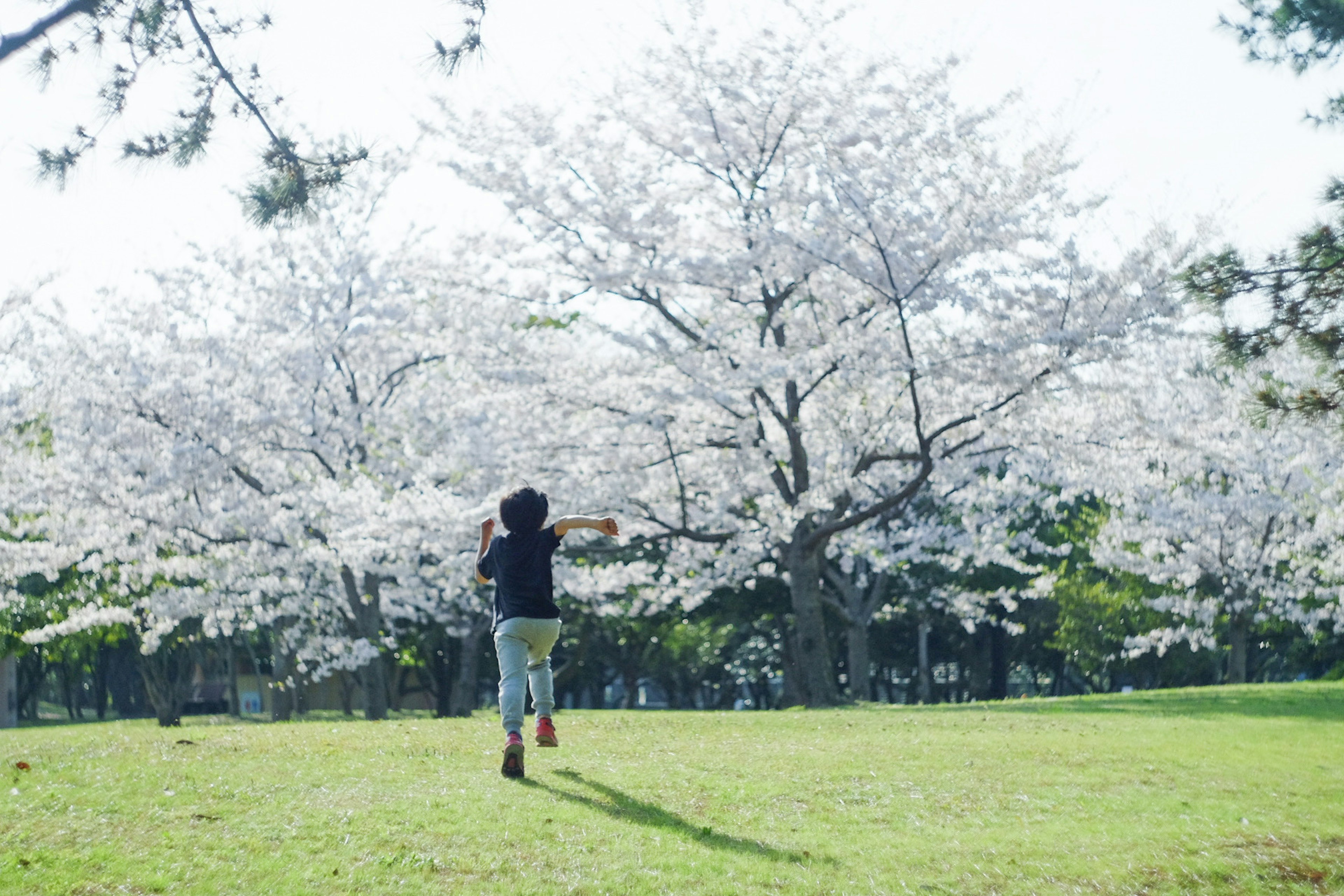 Una donna che corre sotto alberi di ciliegio in fiore