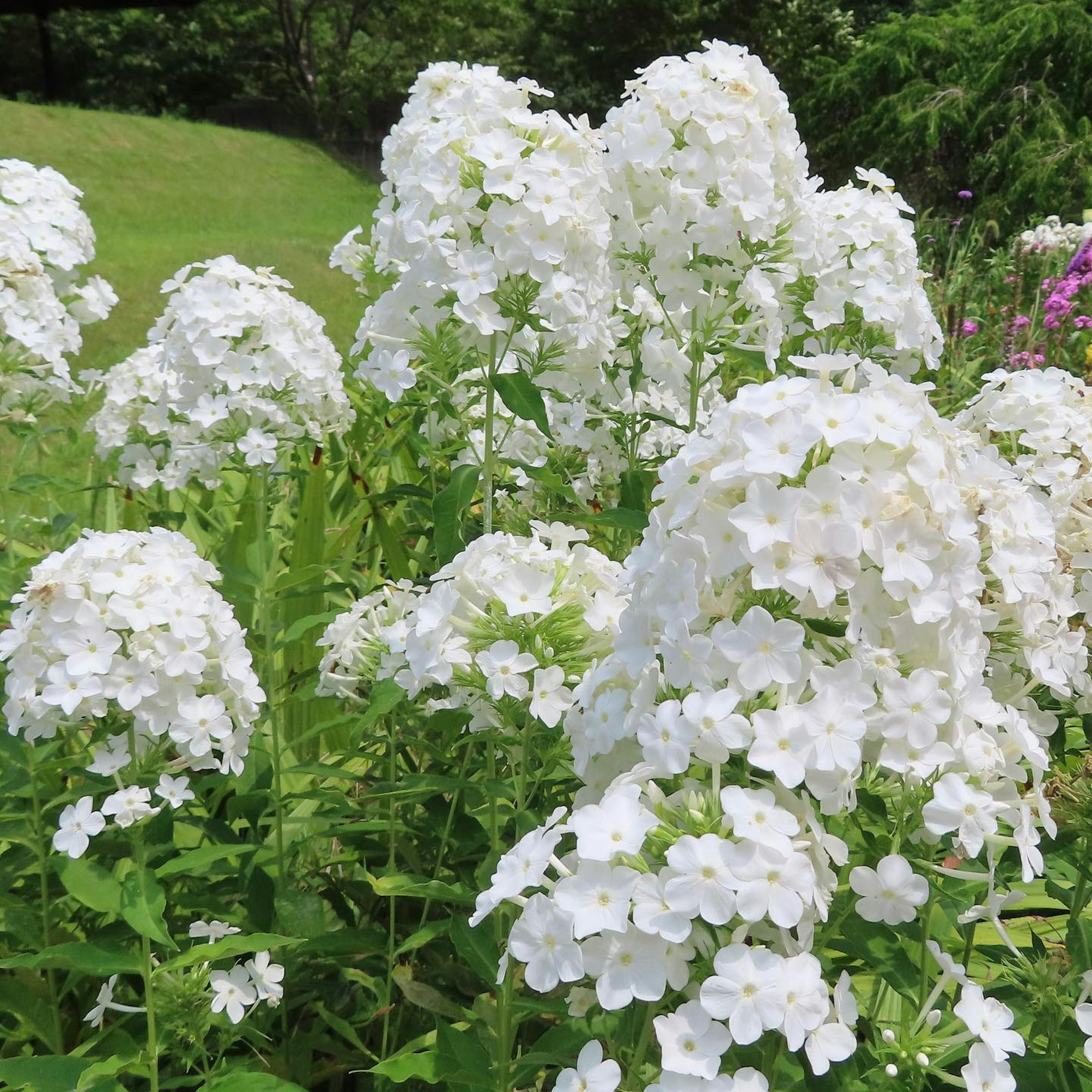 Gruppo di fiori di phlox bianchi che sbocciano in un giardino