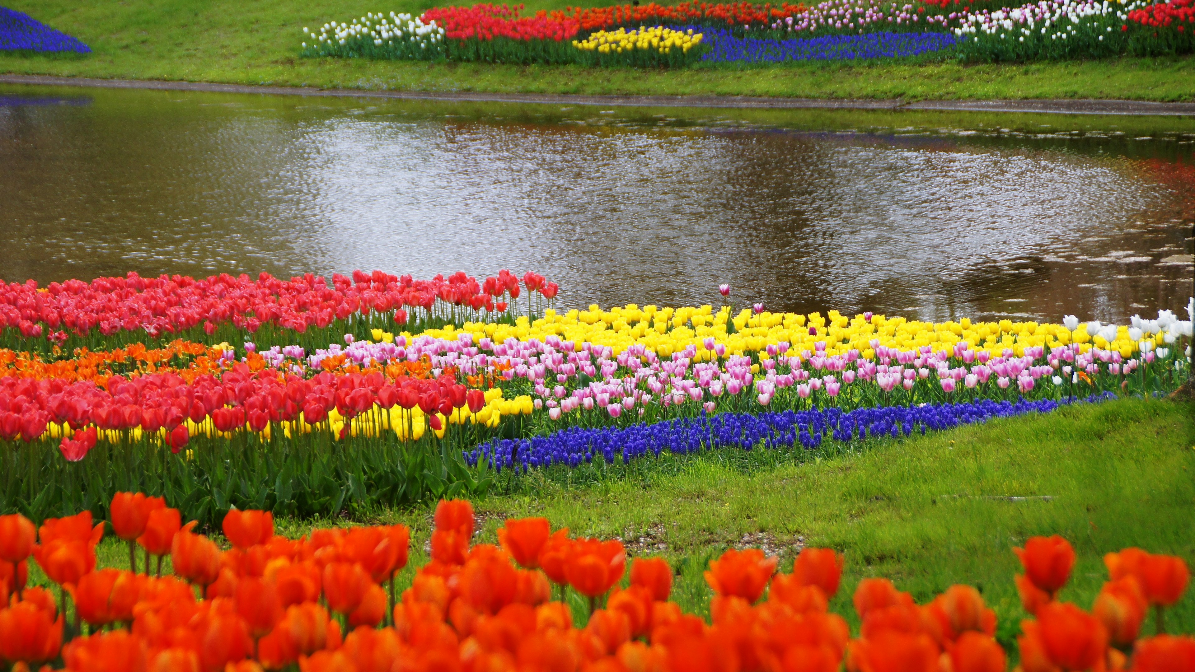 色とりどりのチューリップが咲き乱れる花畑と穏やかな水面