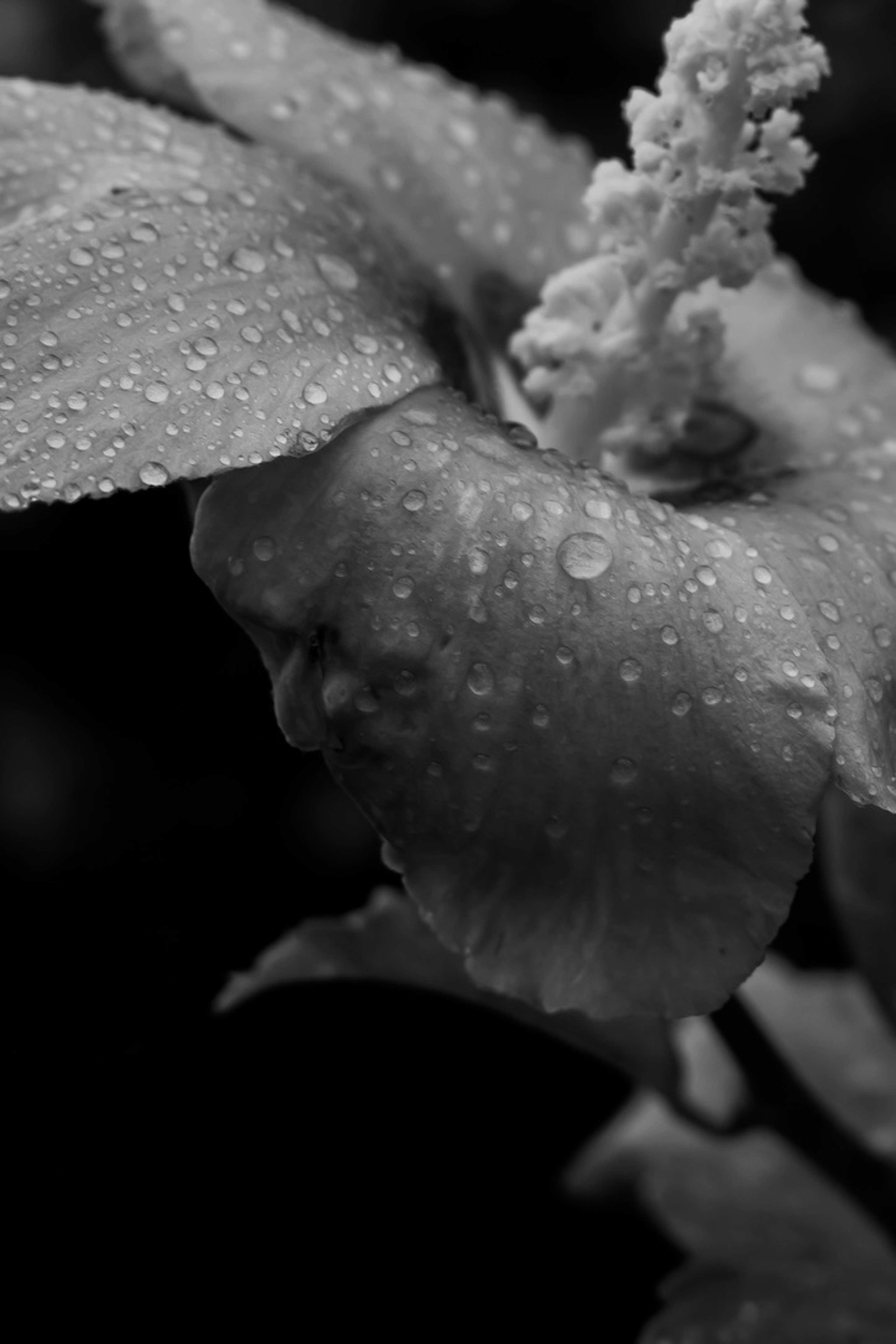 Close-up of a black and white flower with water droplets