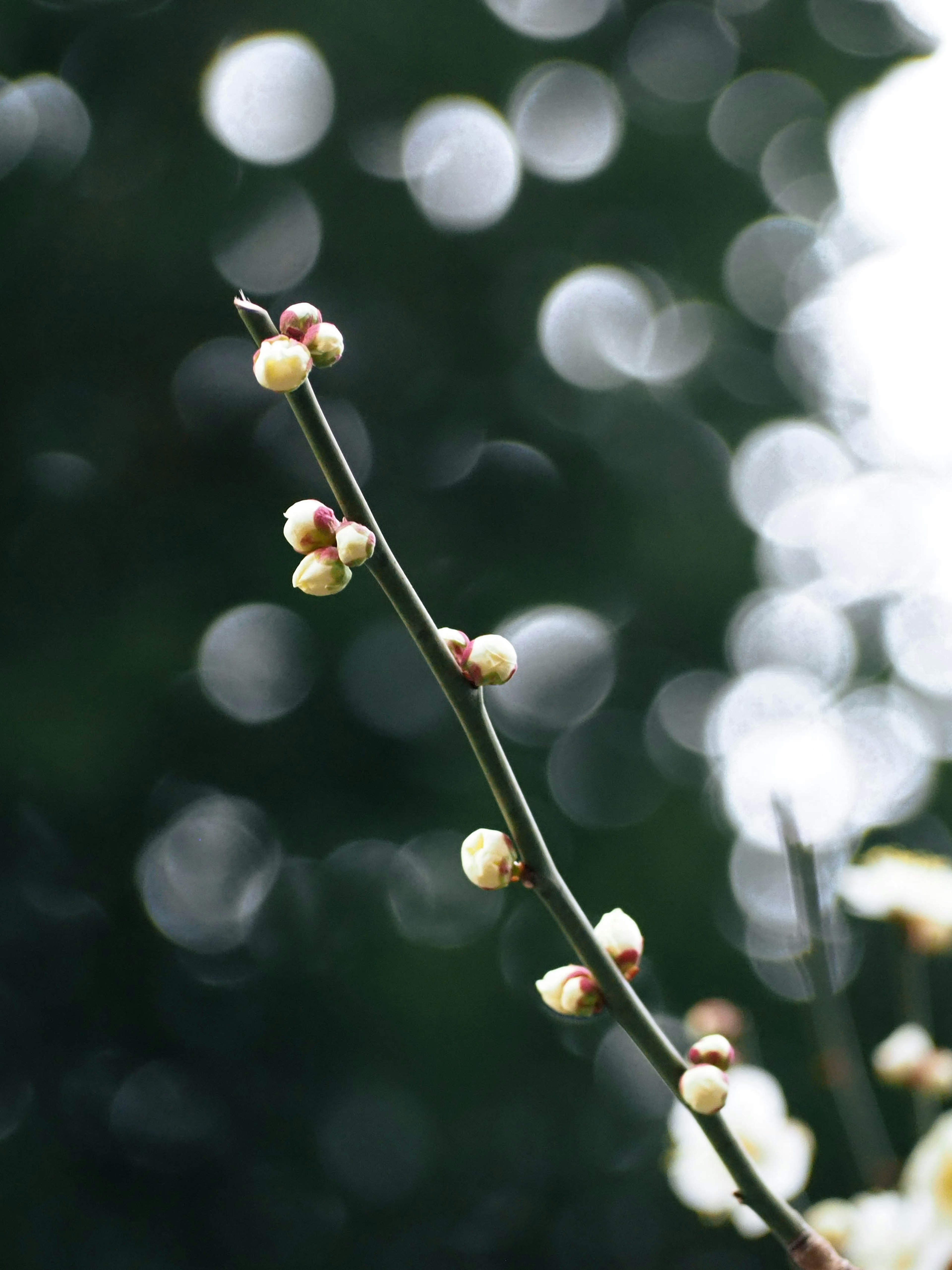 梅花蕾在細長的枝條上，背景模糊的綠色