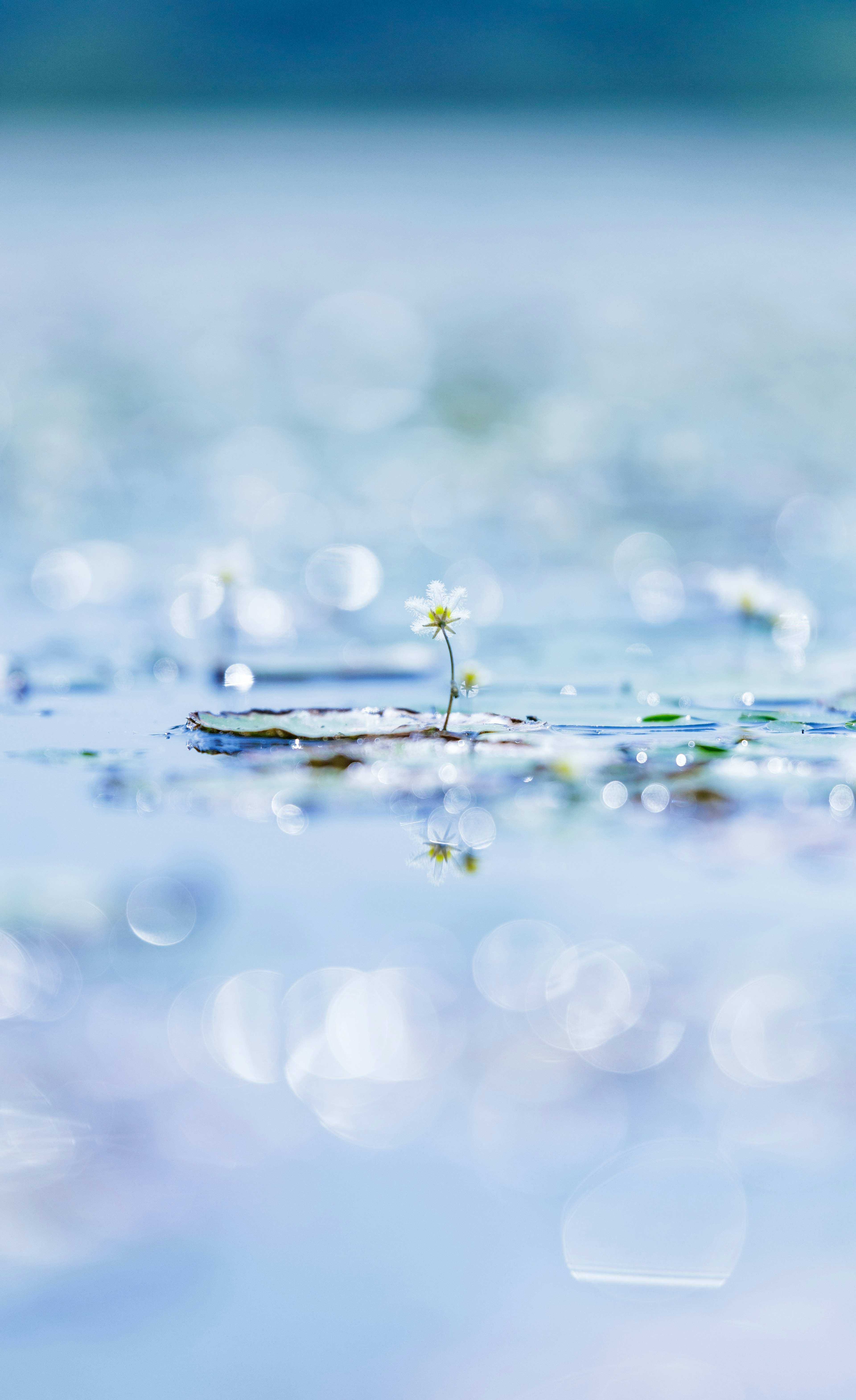 水面上漂浮的小白花和綠色葉子的特寫