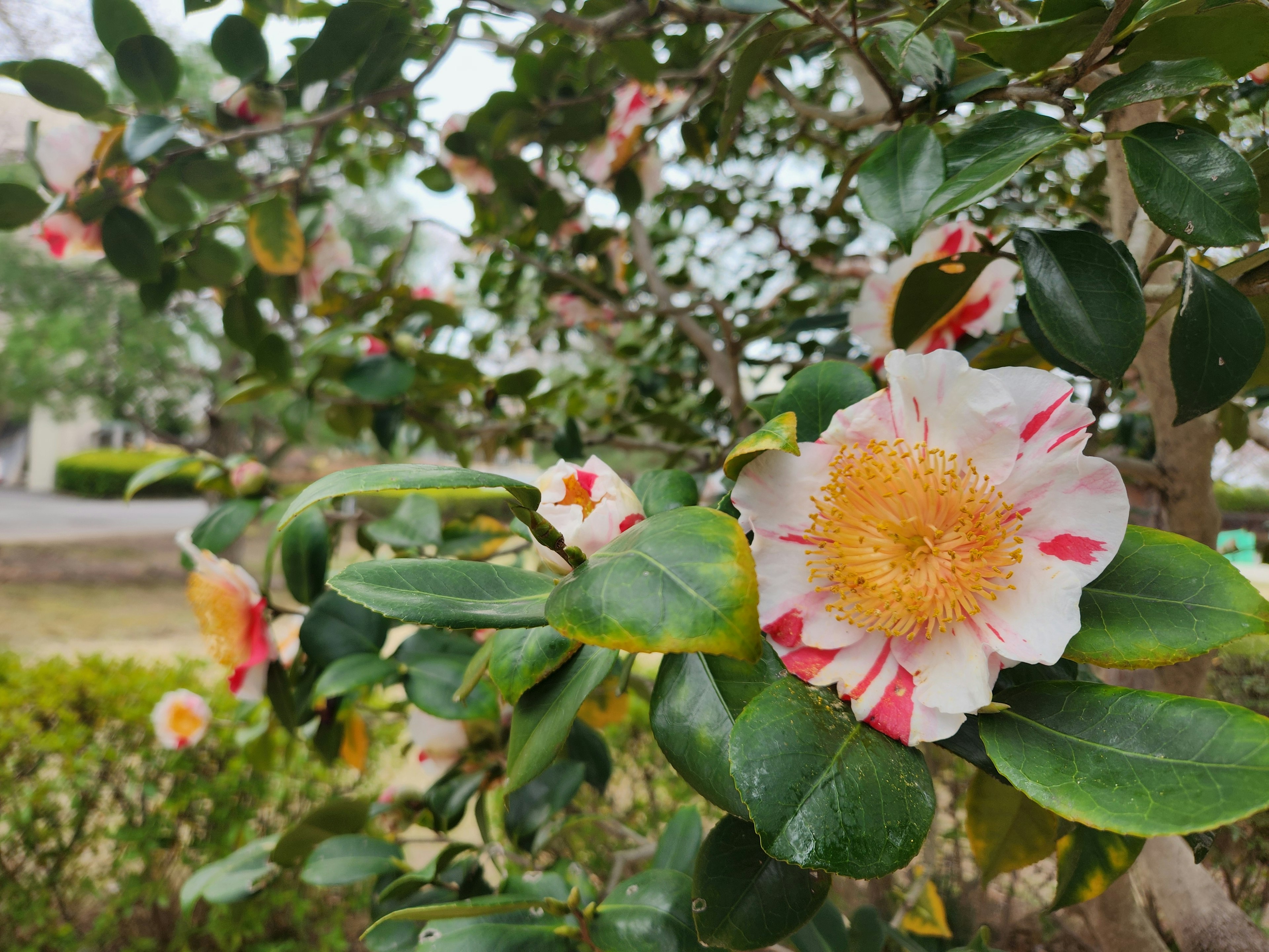 A branch with beautiful flowers and green leaves