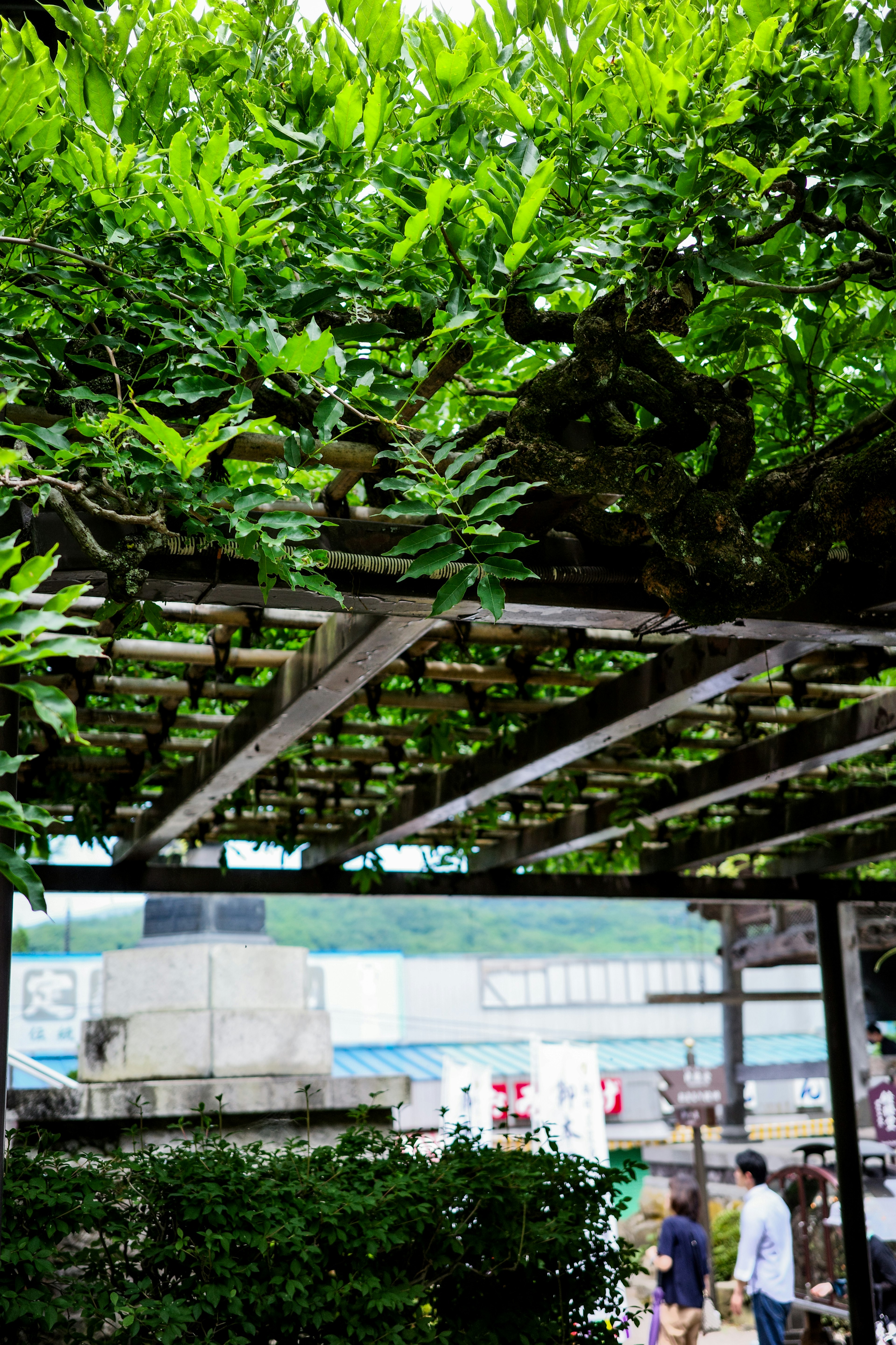 Outdoor pergola covered with lush greenery and people in the background