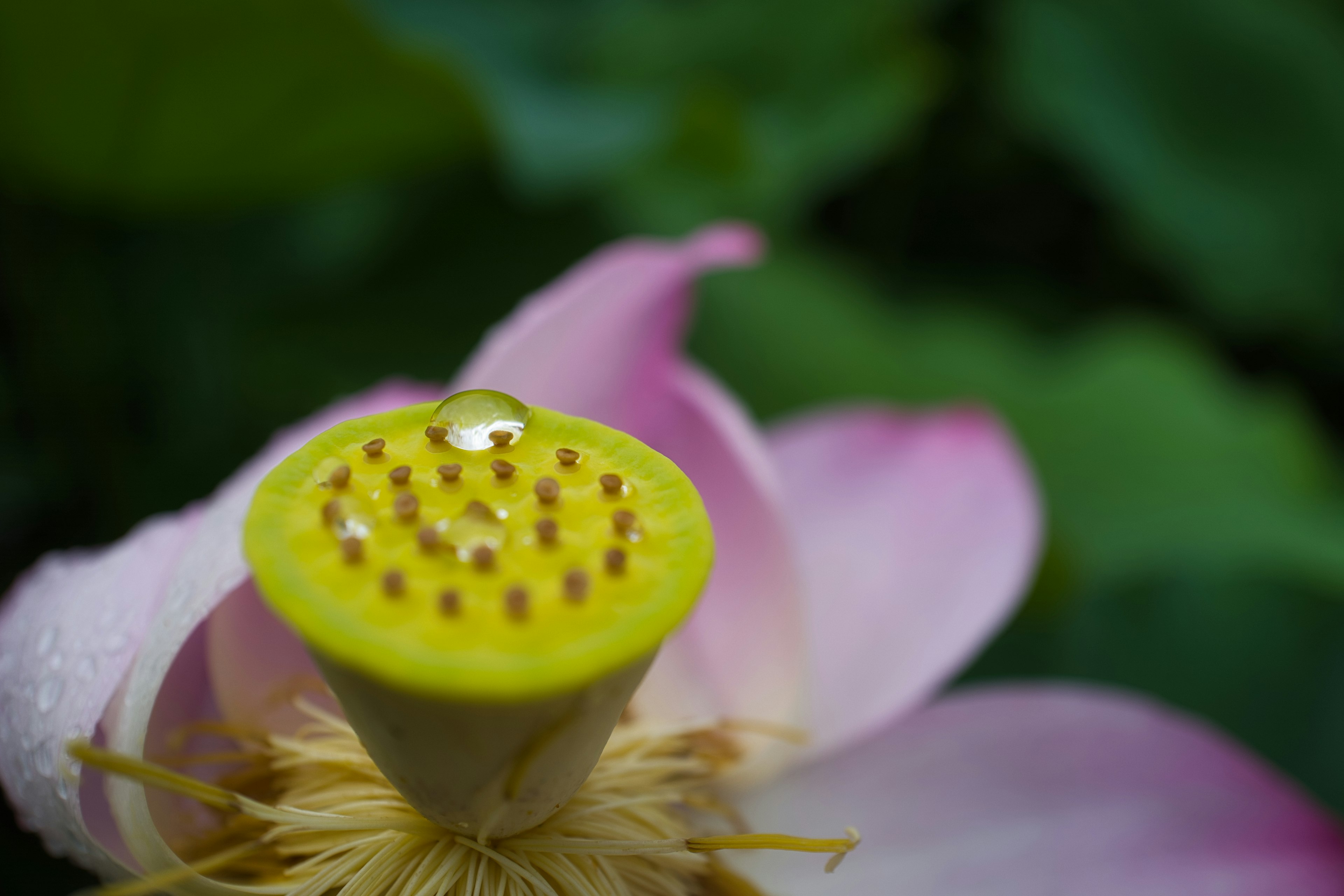 Acercamiento de una flor de loto mostrando la cápsula de semillas amarilla y una gota de agua