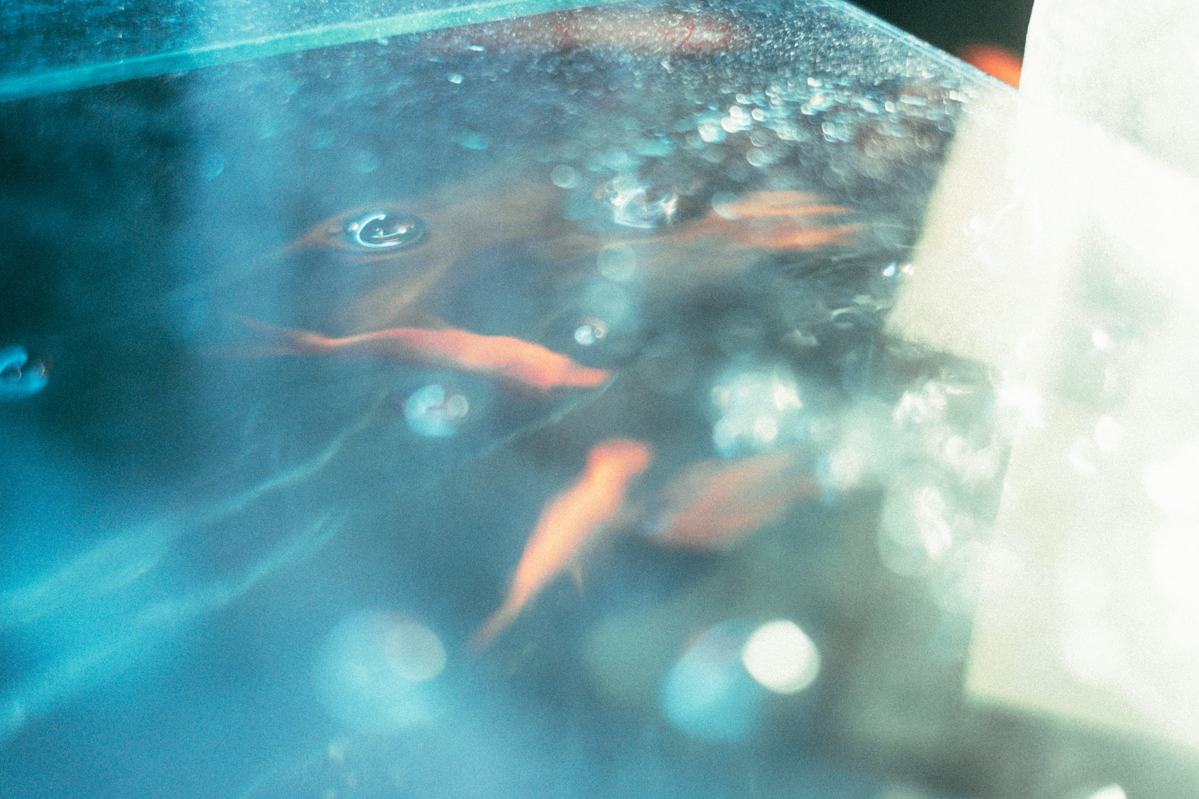 Photo de poissons rouges nageant dans un aquarium clair avec des bulles