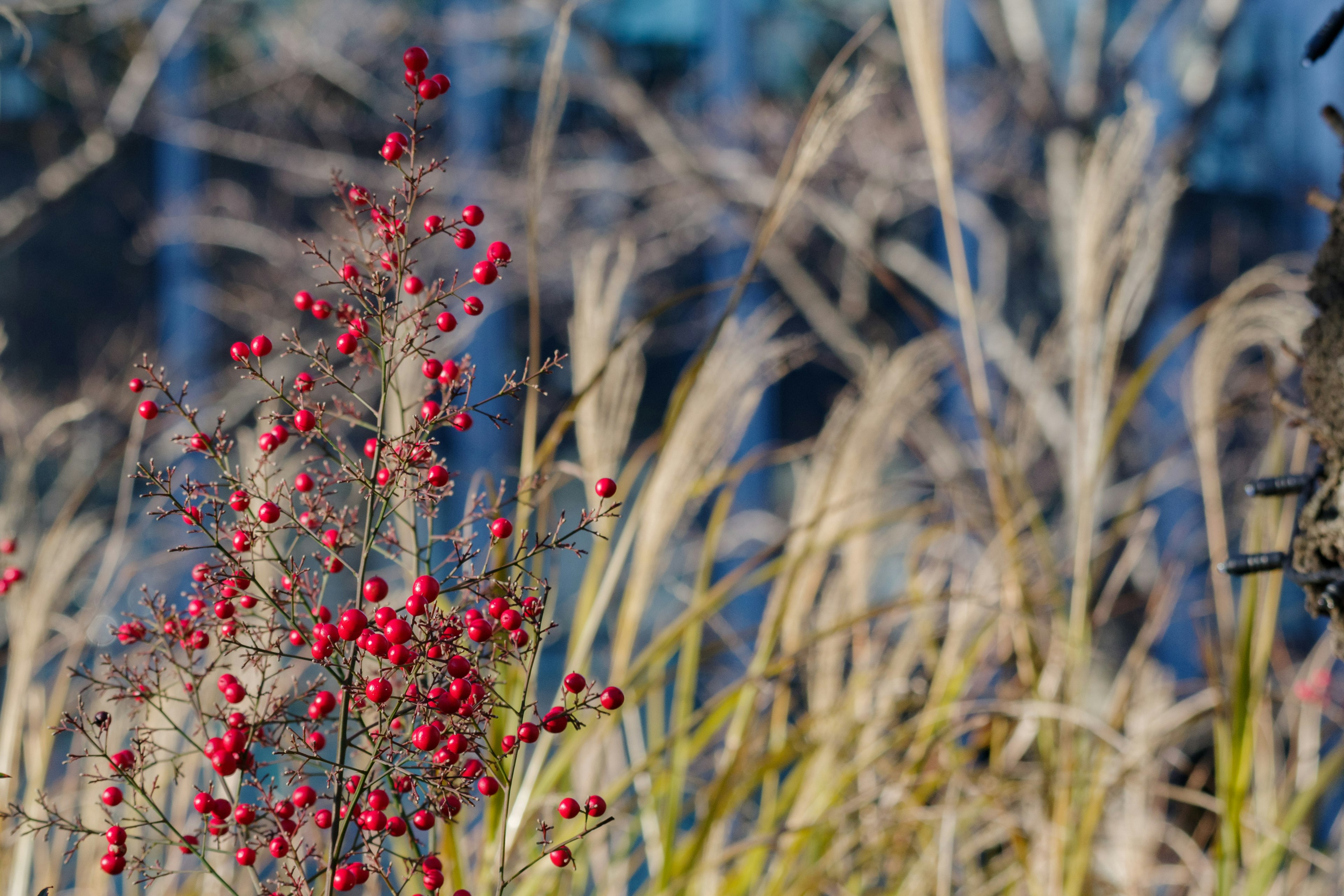 Plante avec des baies rouges sur fond d'herbe sèche