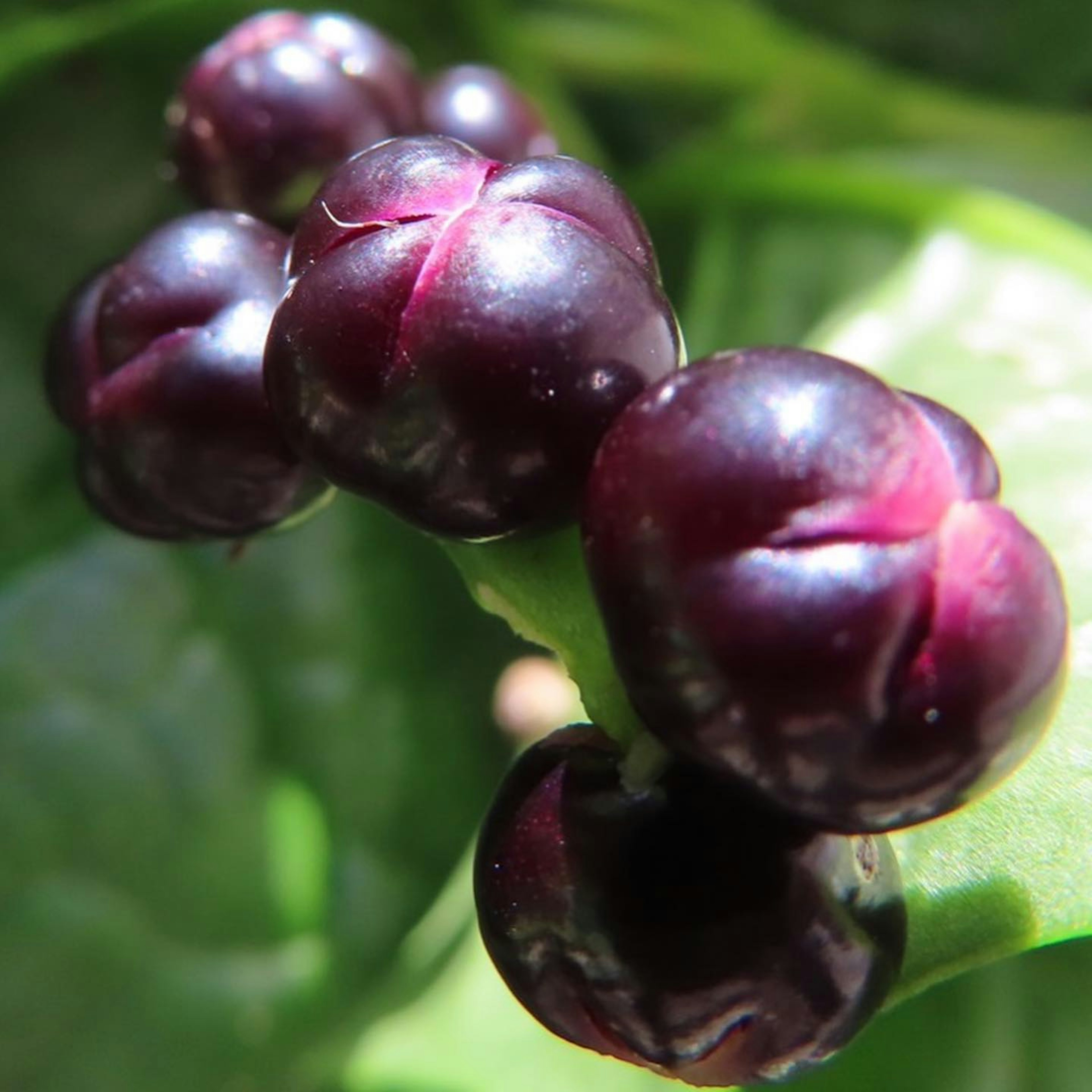 Grupo de frutas moradas rodeadas de hojas verdes