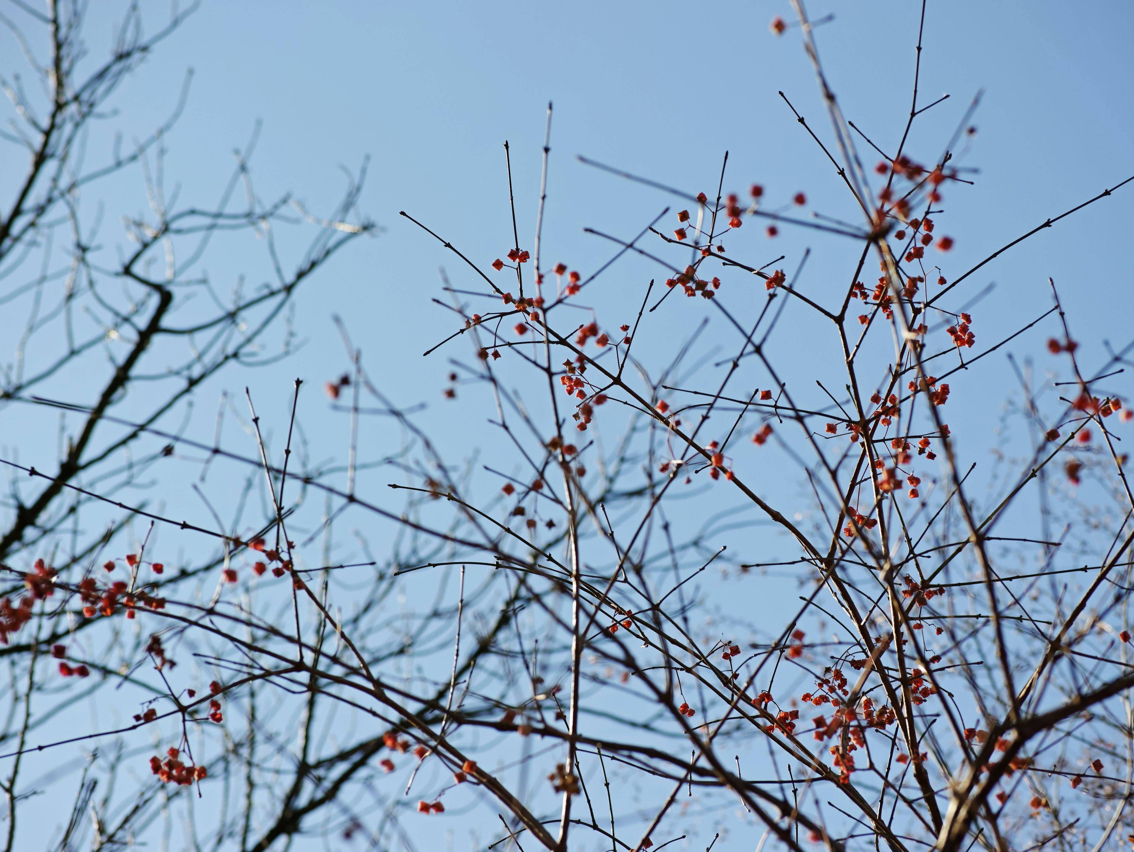 Nahaufnahme von Baumzweigen mit roten Beeren vor blauem Himmel