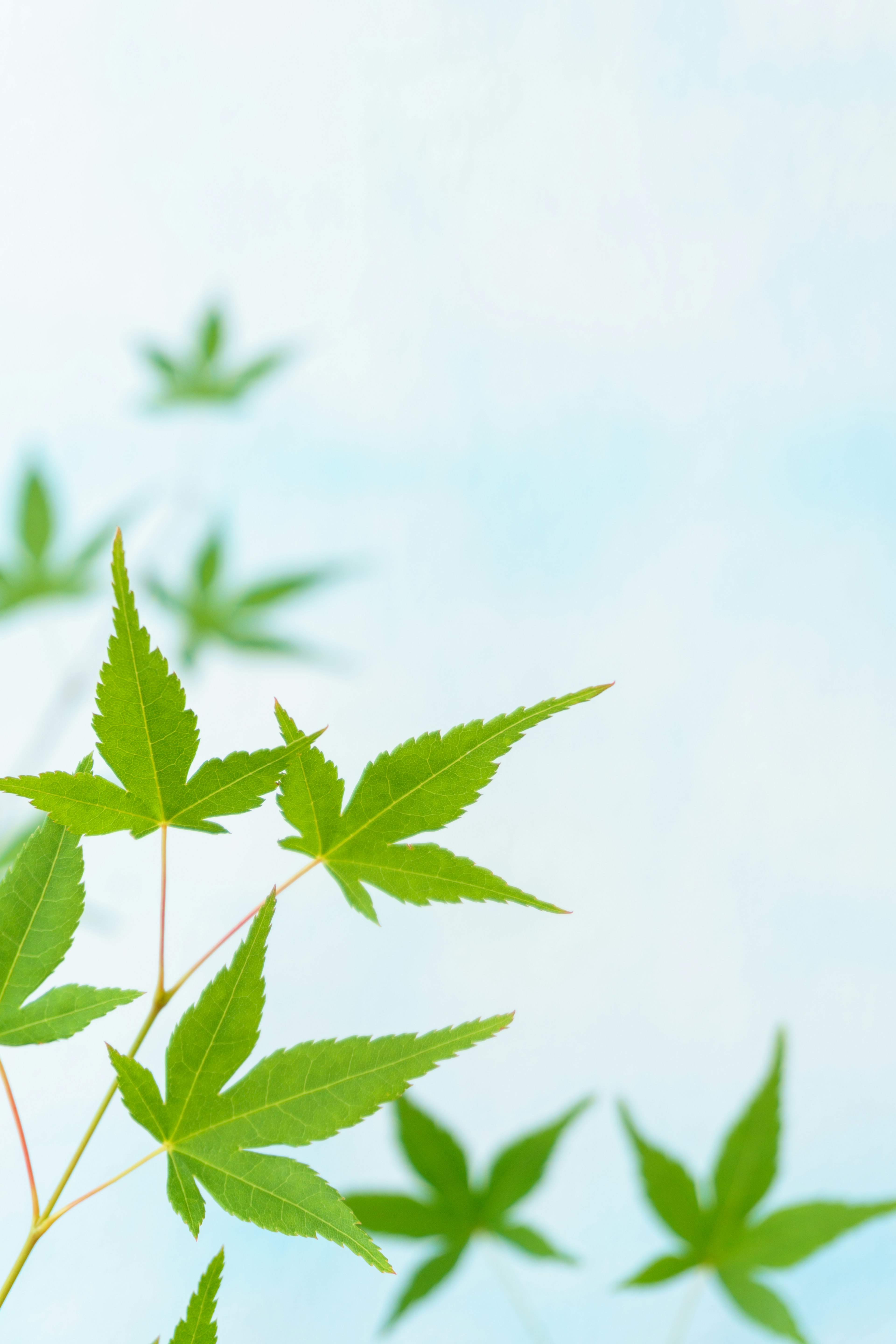 Daun hijau di latar belakang langit biru