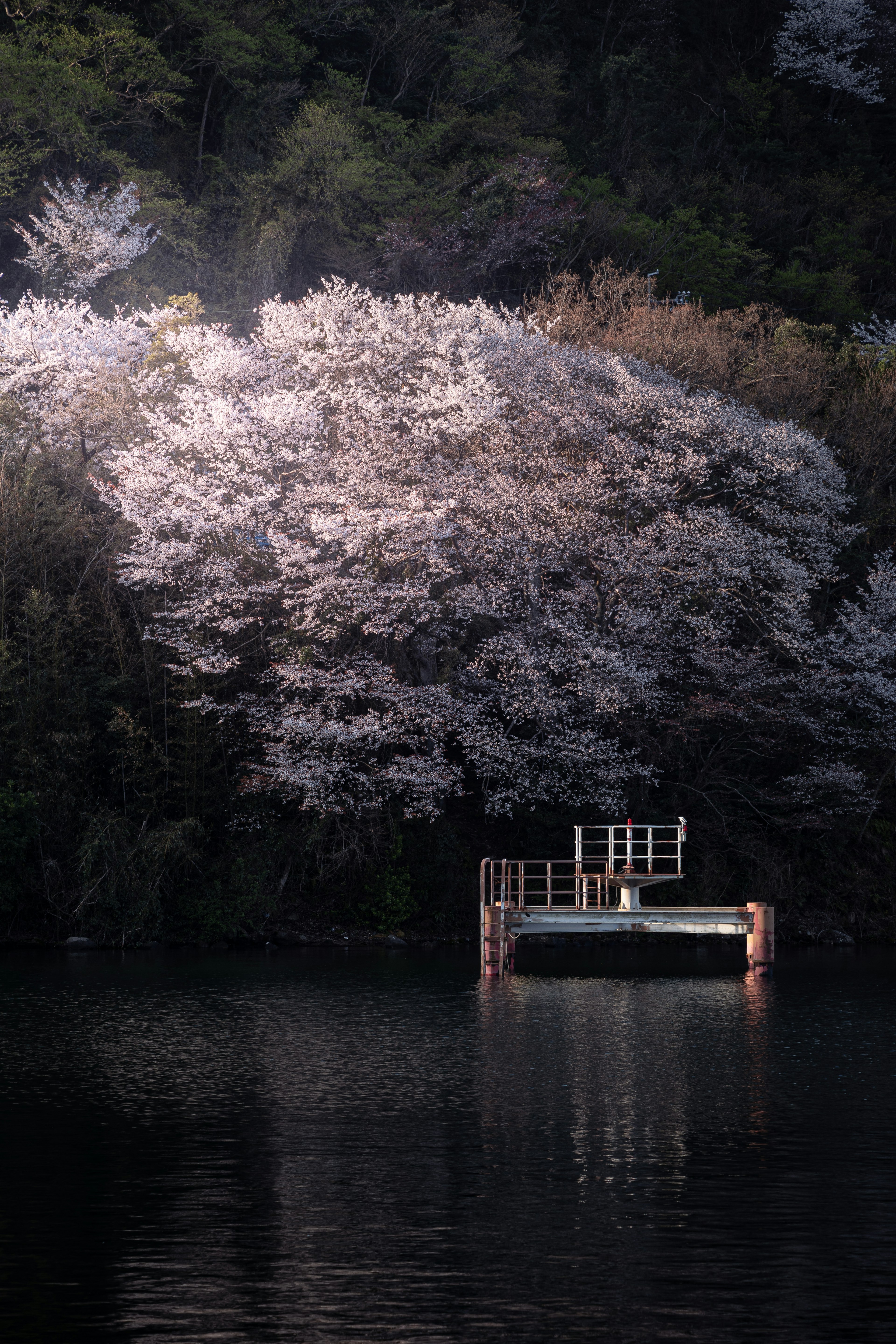 ทิวทัศน์งดงามของต้นซากุระข้างทะเลสาบพร้อมท่าเรือเล็ก