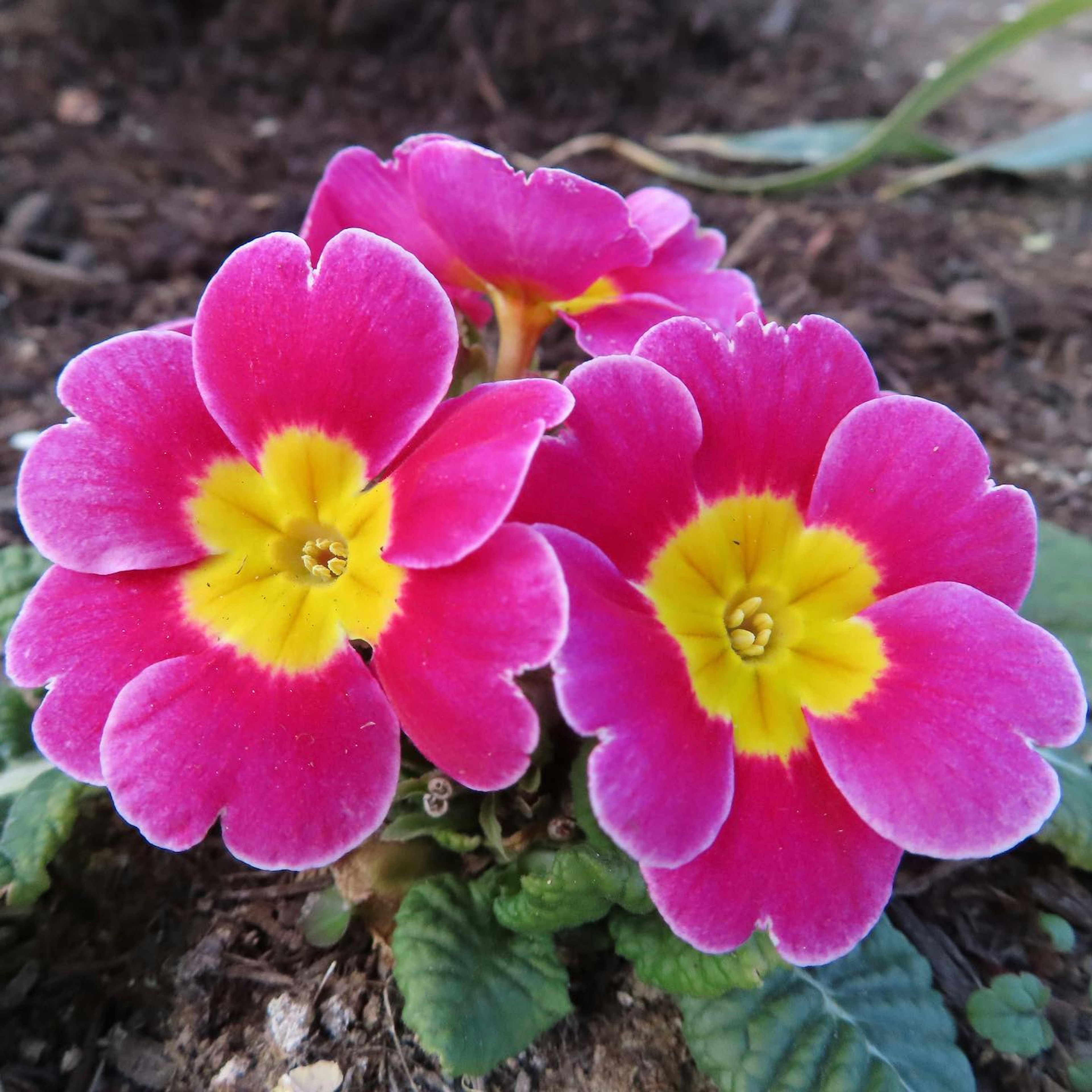 Vibrant pink and yellow primrose flowers clustered together