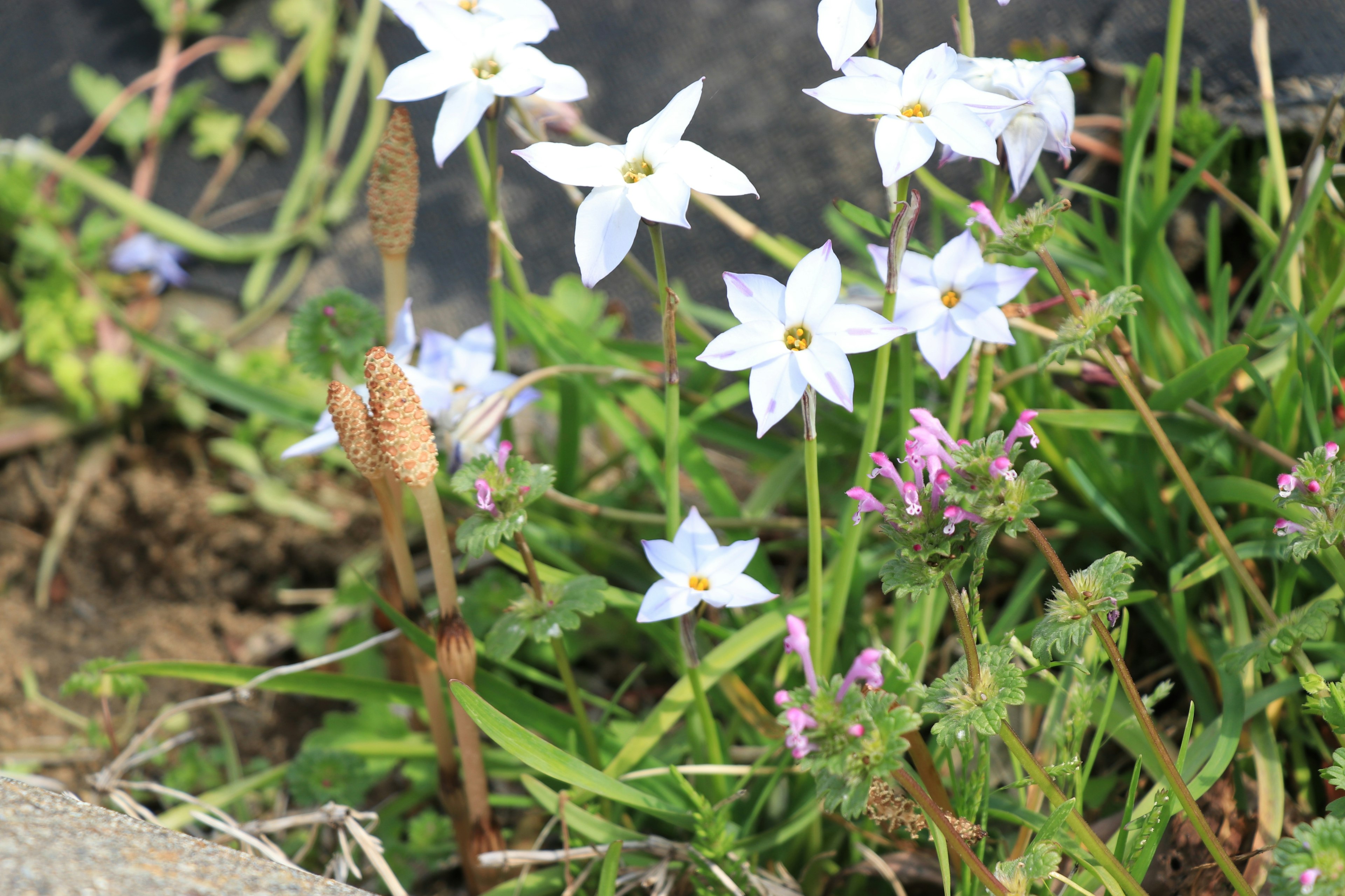 Ein Haufen kleiner weißer Blumen mit grünem Gras im Hintergrund