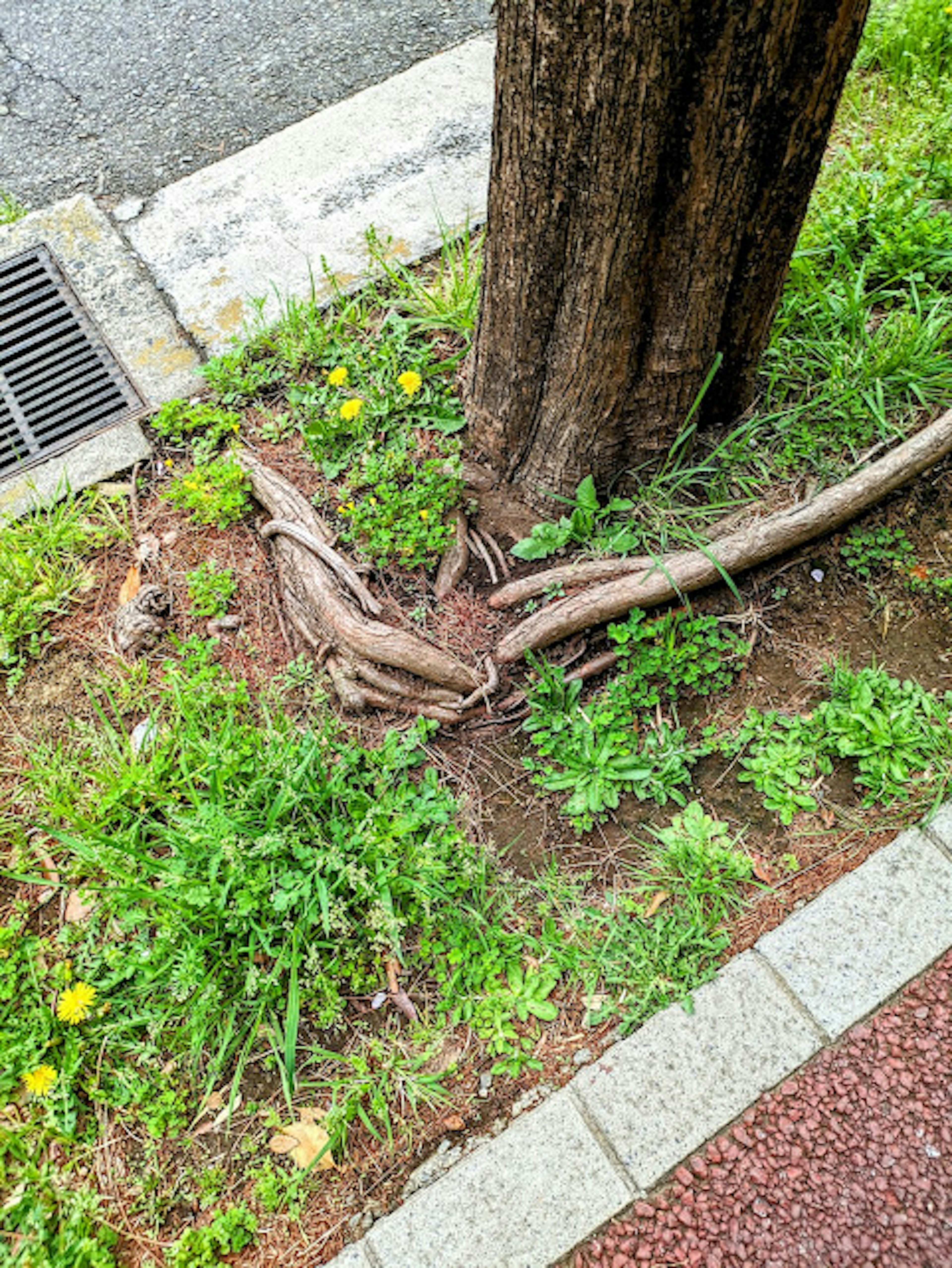 Twisted branches around the base of a tree with green grass and yellow flowers