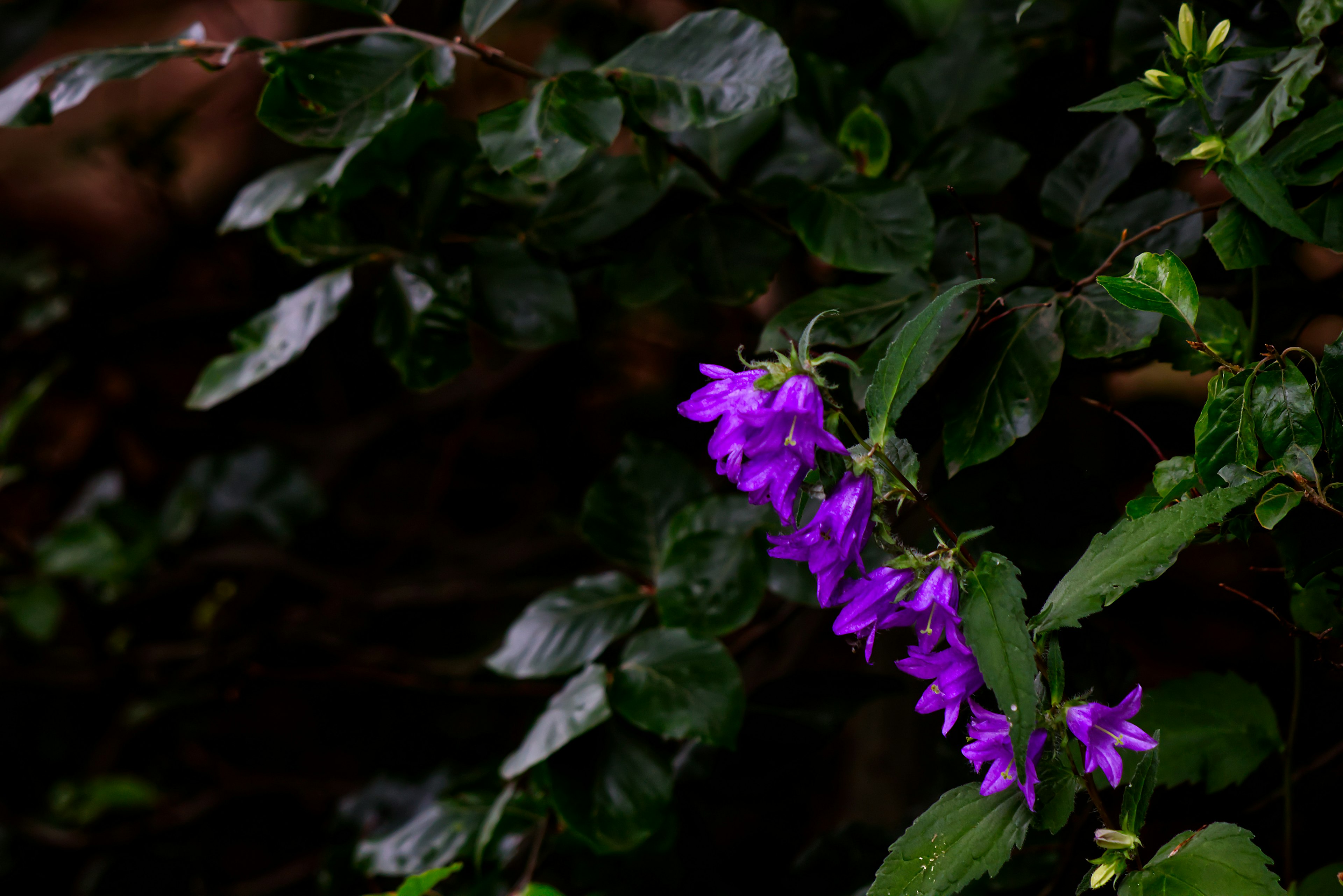 緑の葉の中に咲く紫色の花のクローズアップ