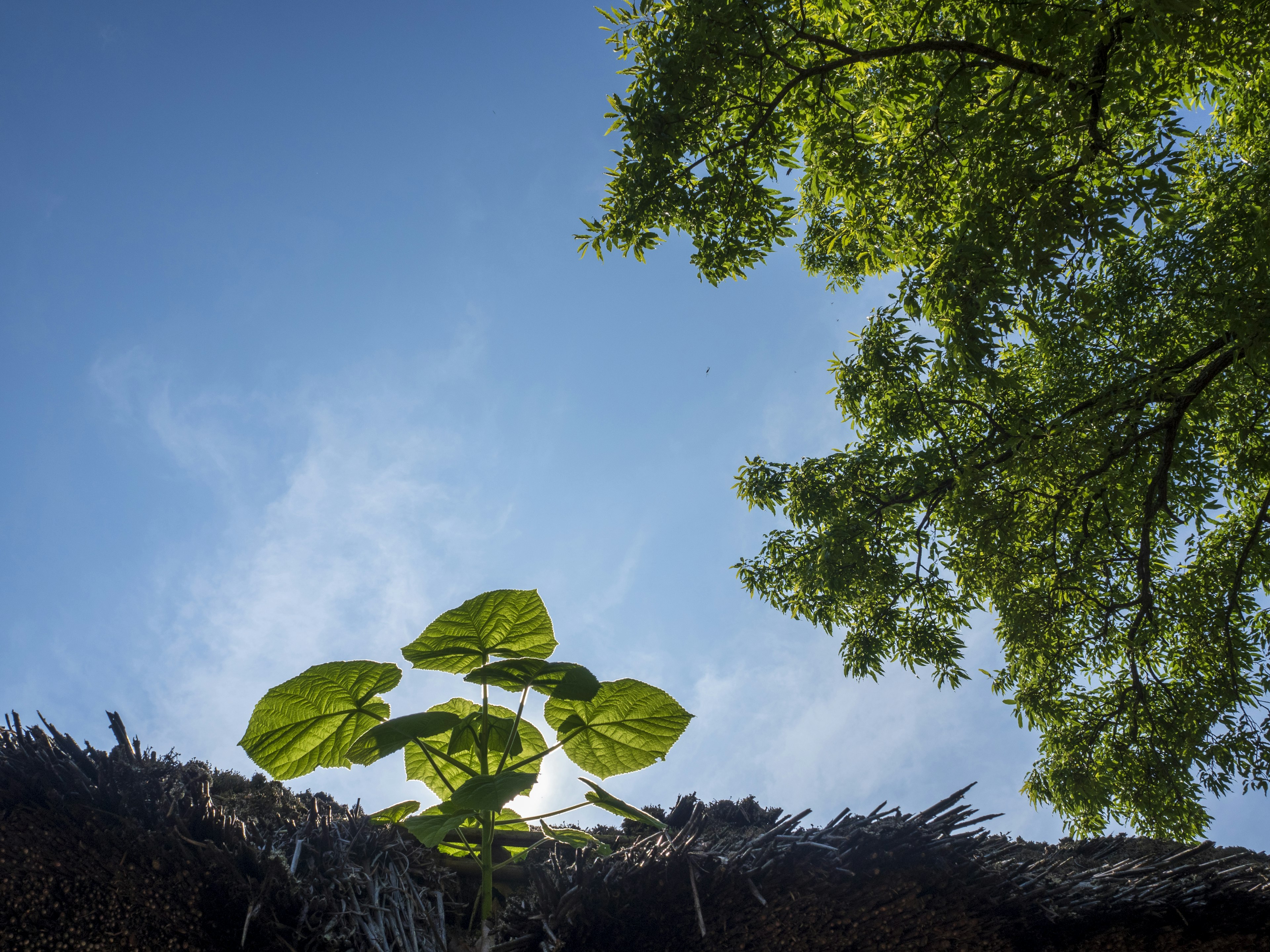 青空の下にある若い植物と木の葉