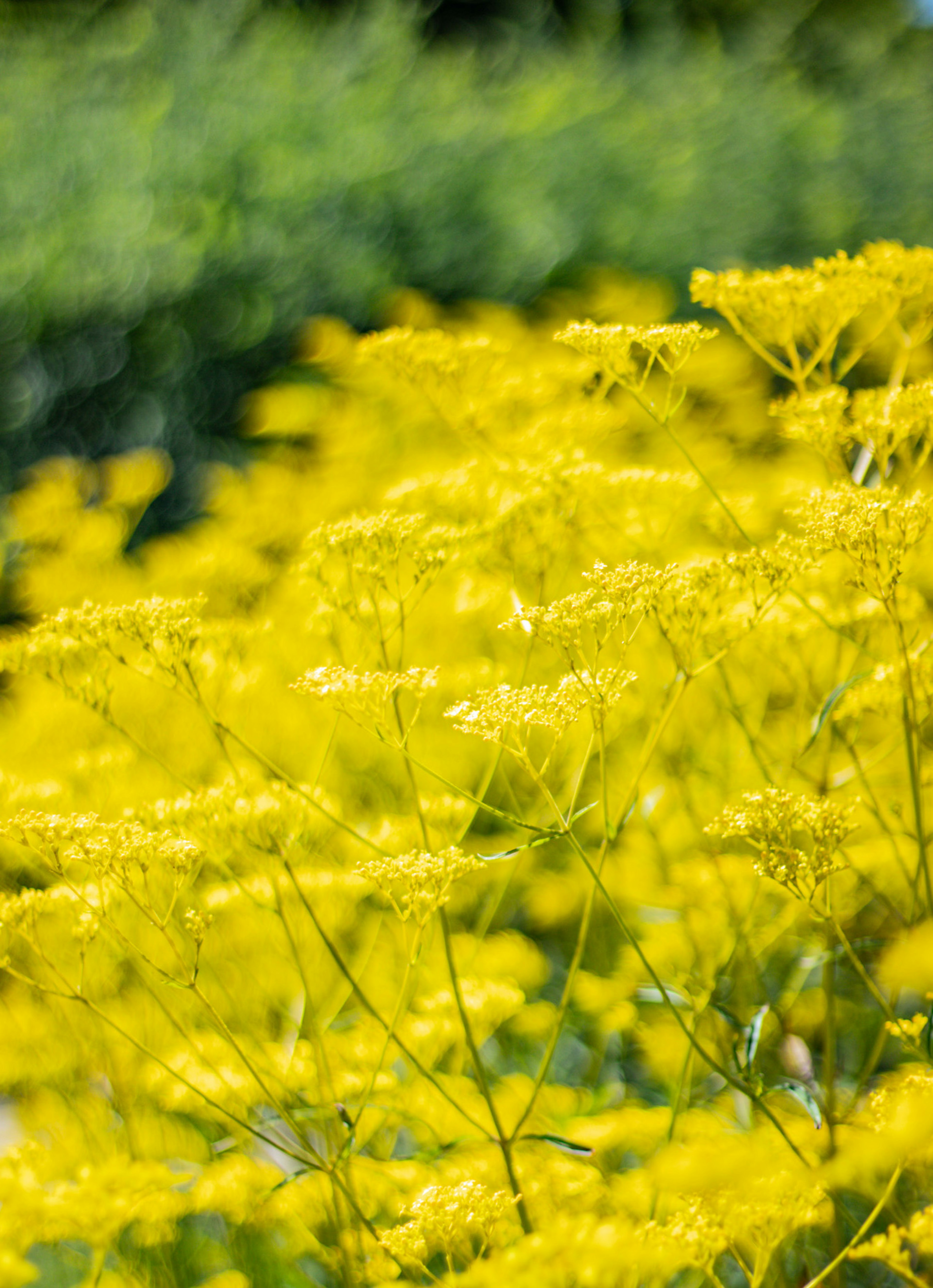 Campo de flores amarillas vibrantes en flor