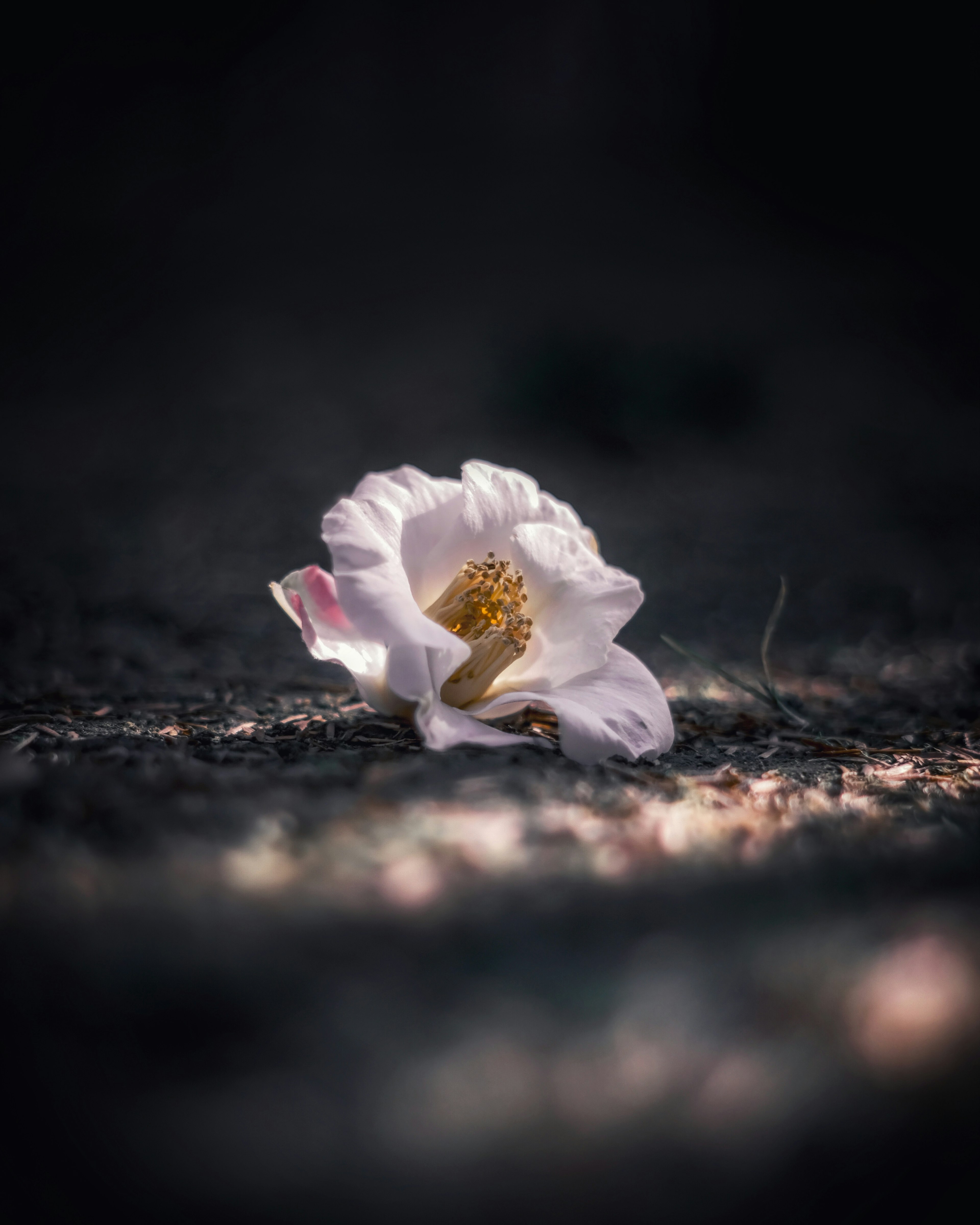 A close-up of a white flower lying on the ground