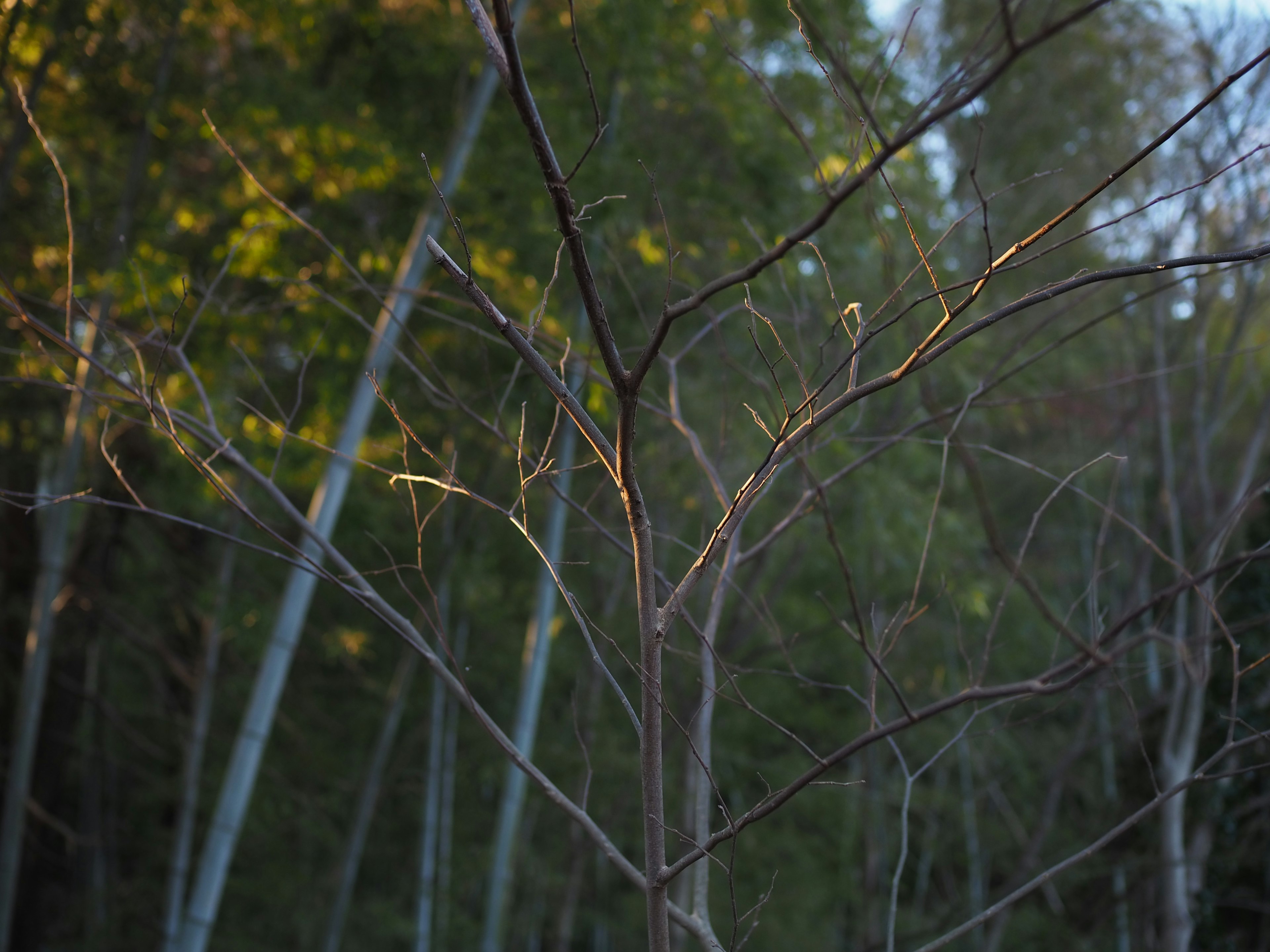 Branches fines dans une forêt sombre avec un contraste de lumière douce