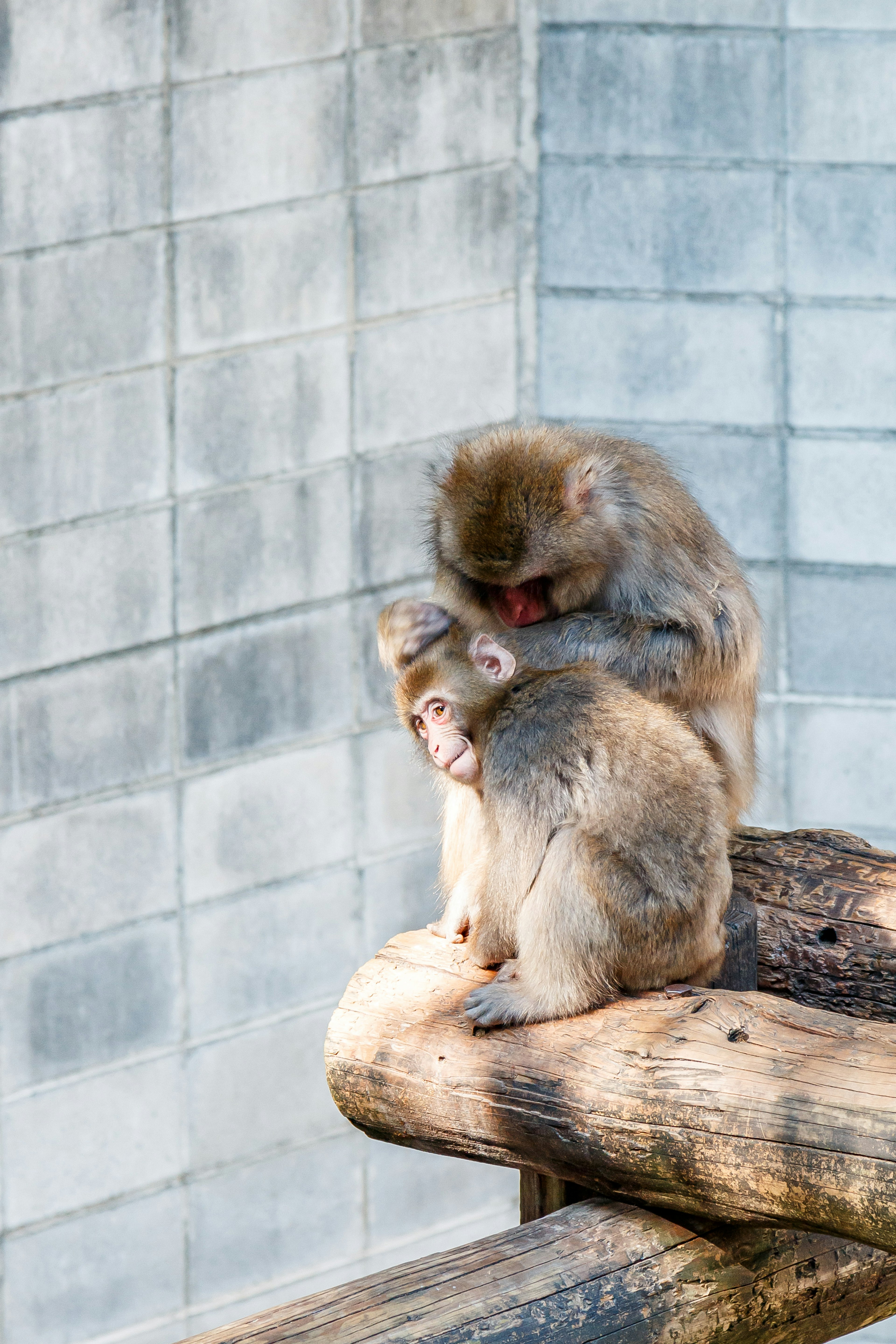 Two monkeys sitting on a log with one grooming the other