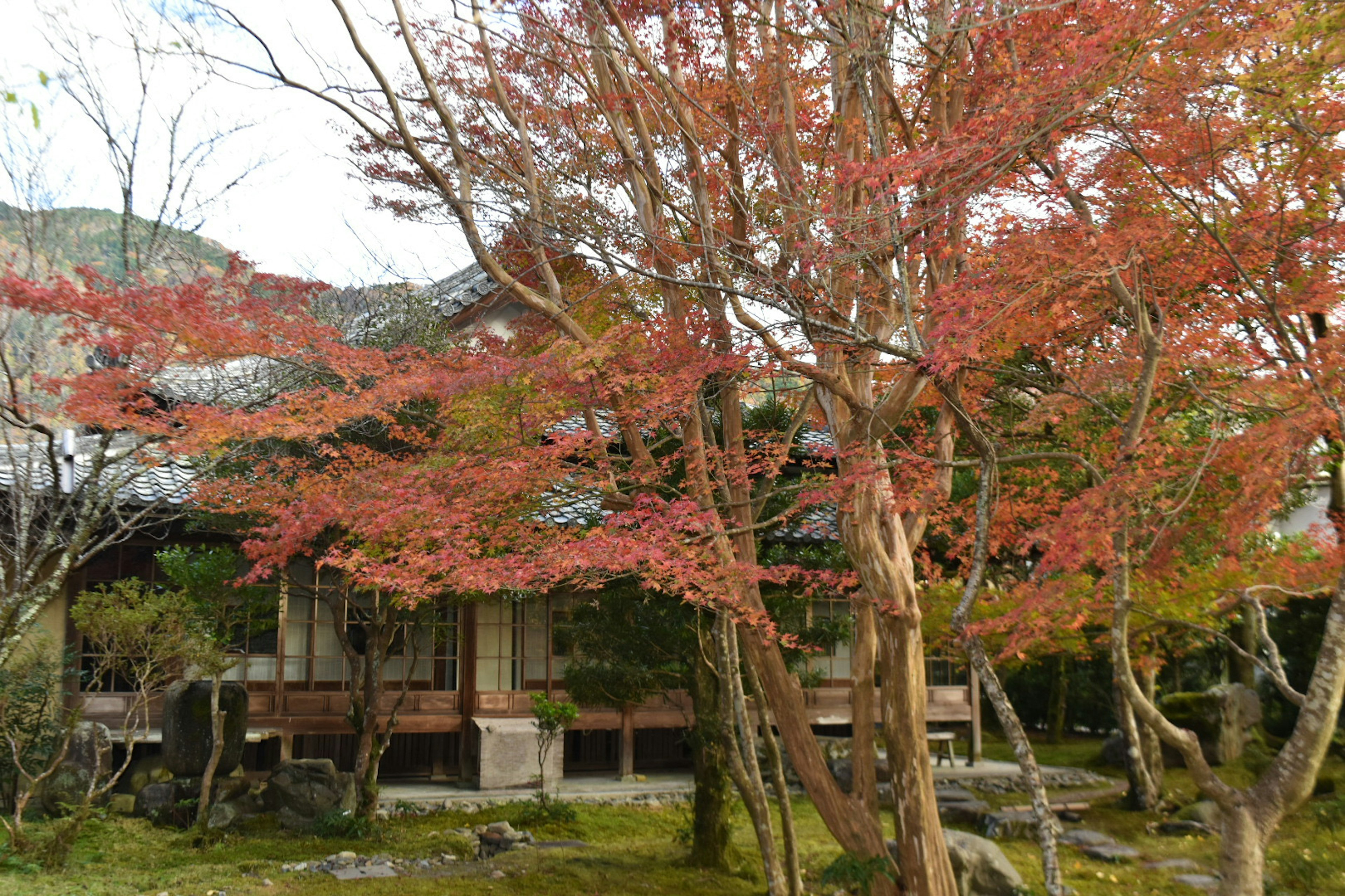 美しい紅葉の木と伝統的な日本家屋が並ぶ風景