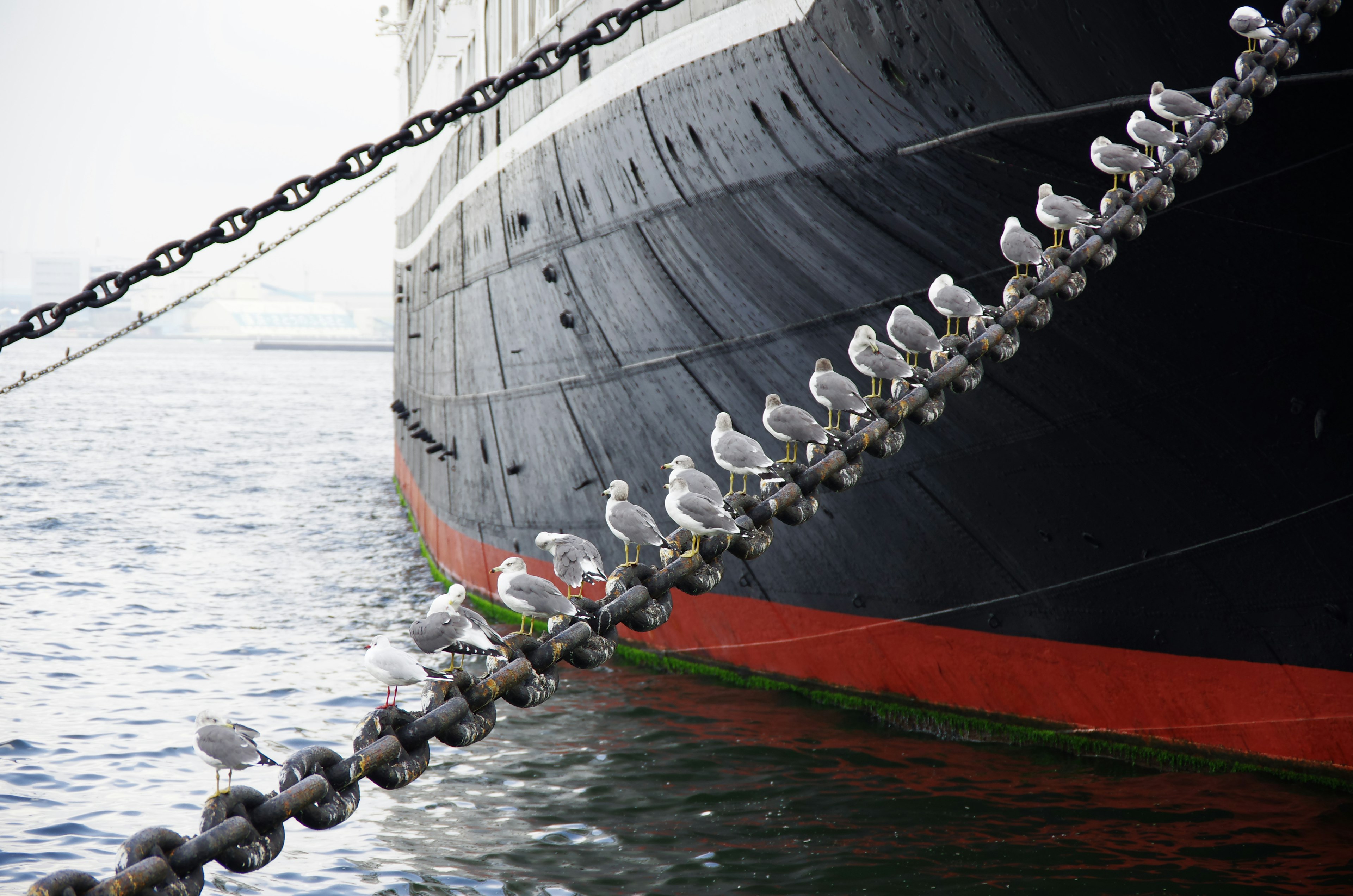 Seagulls perched on a chain beside a large black ship