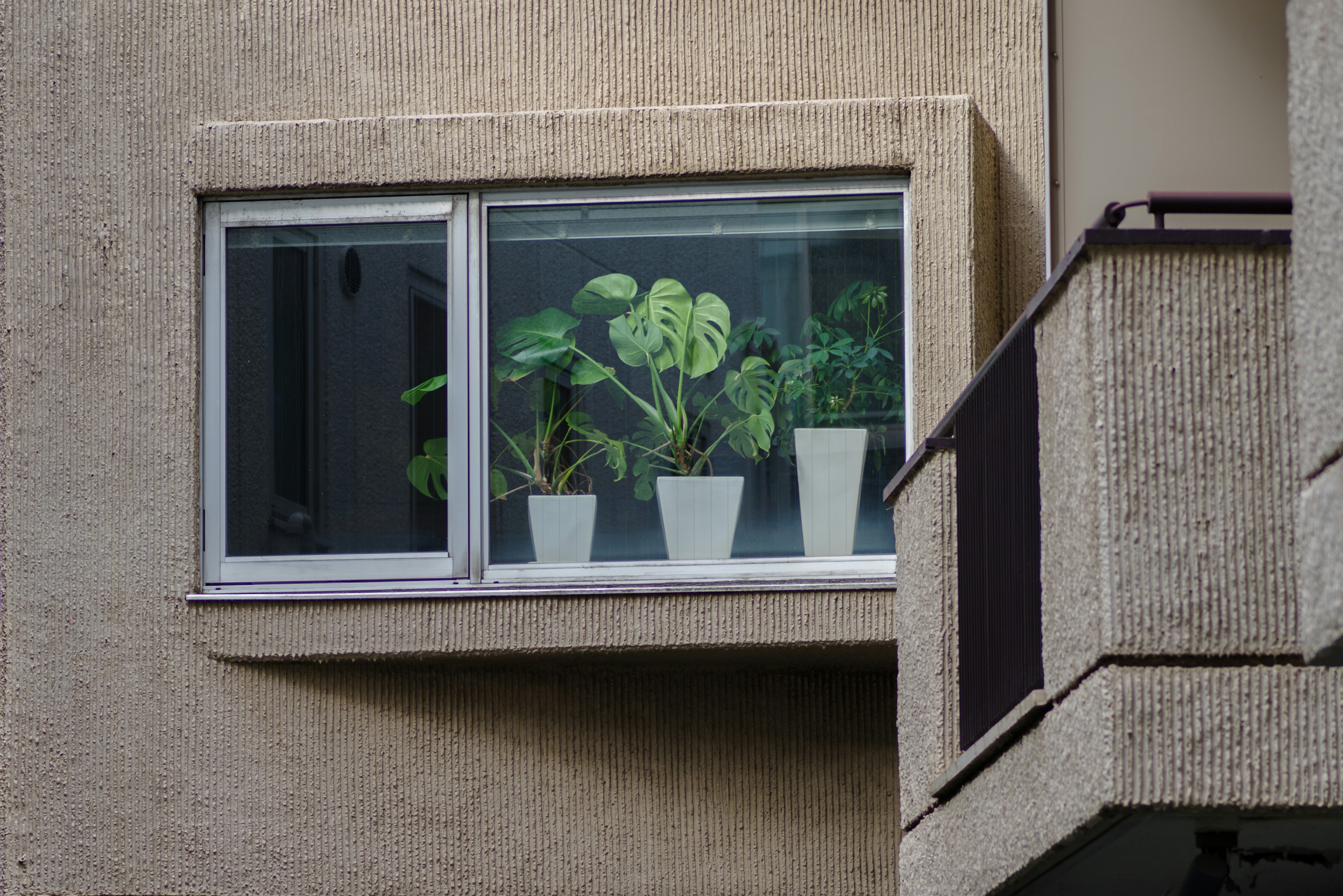 Grüne Pflanzen in weißen Töpfen auf dem Fensterbrett eines Betongebäudes