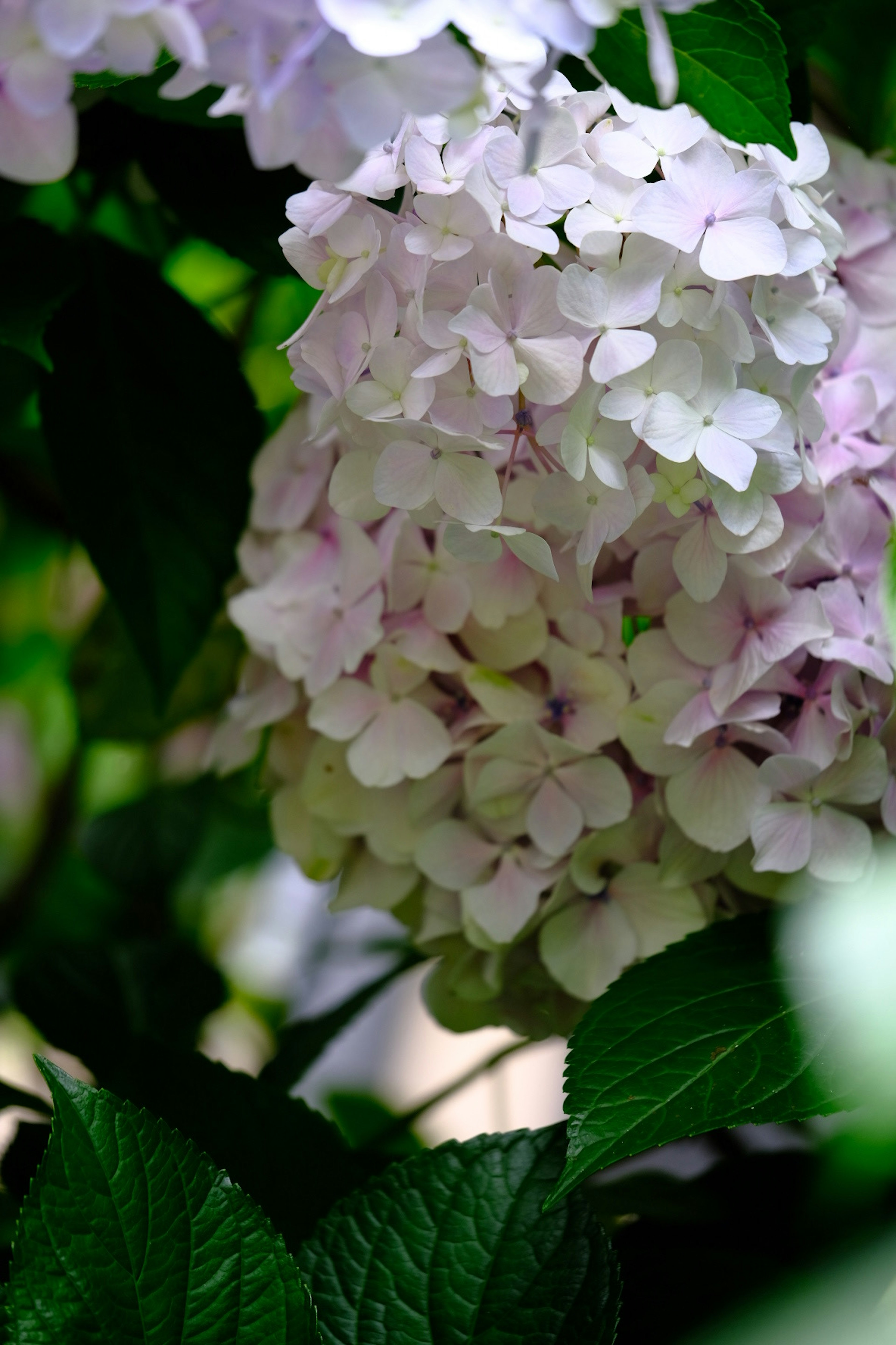 Pale purple hydrangea flowers surrounded by green leaves