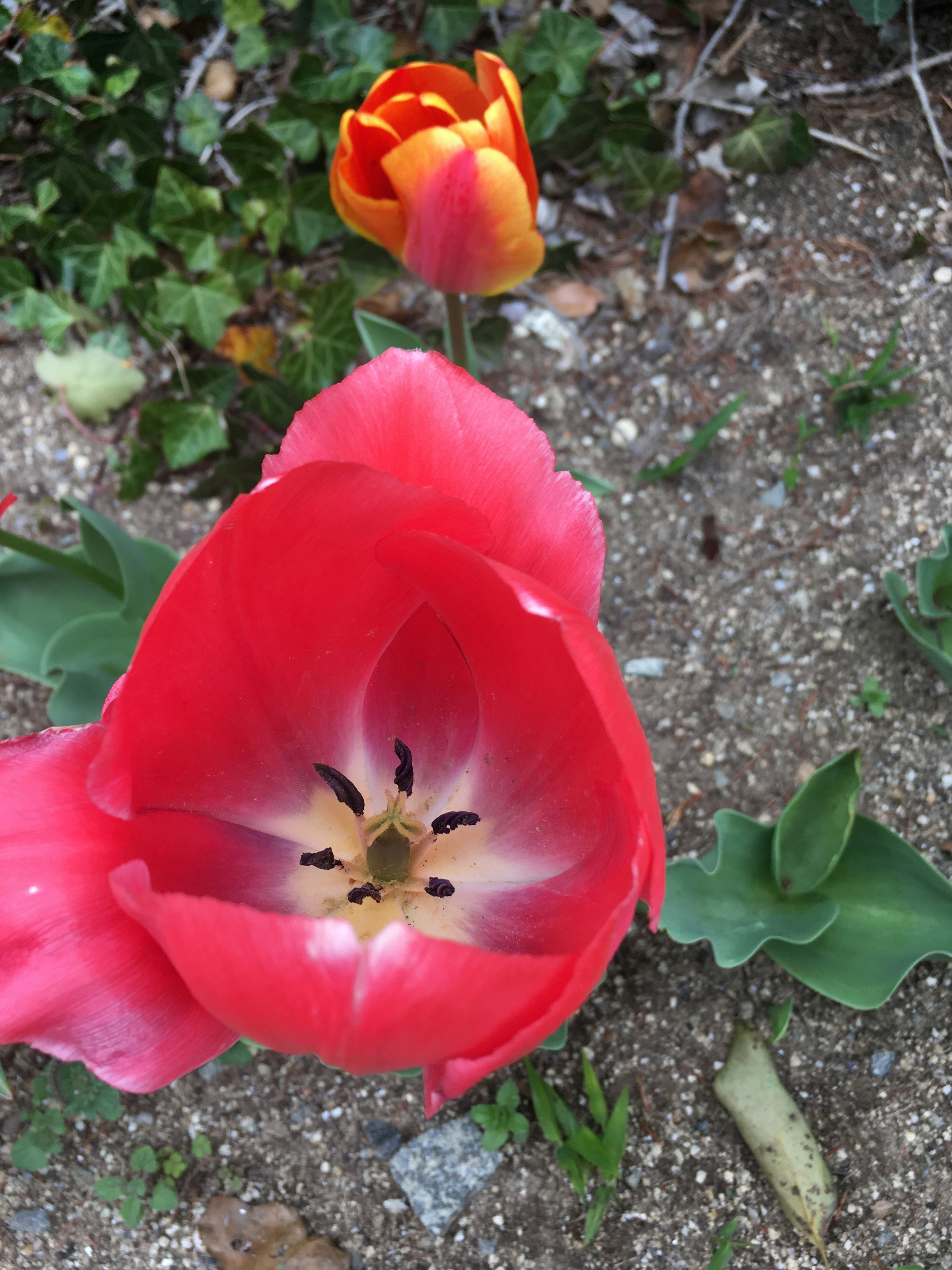 Nahaufnahme einer lebhaften roten Tulpe mit einer orangefarbenen Knospe im Hintergrund