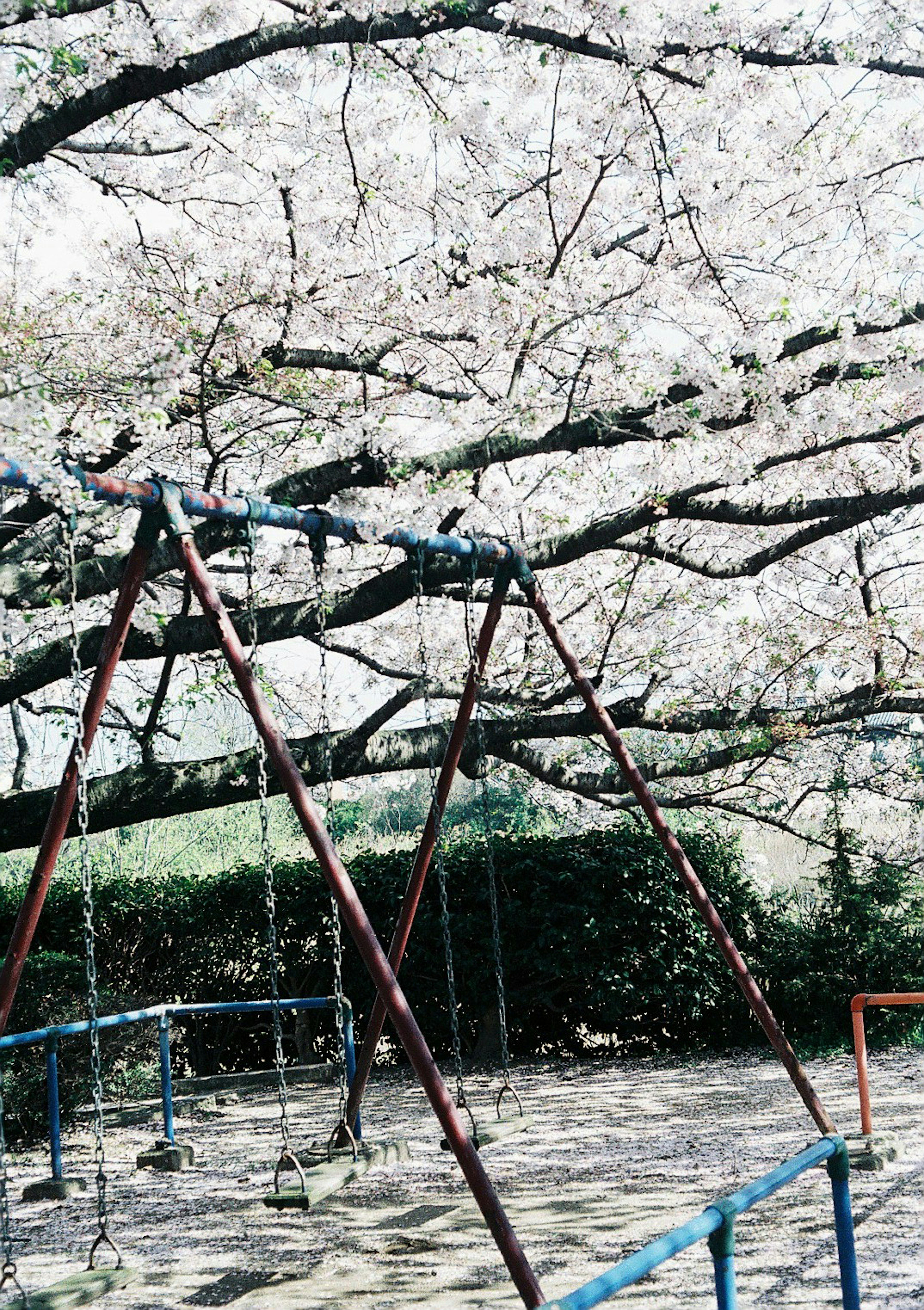 Playground swings under cherry blossom trees