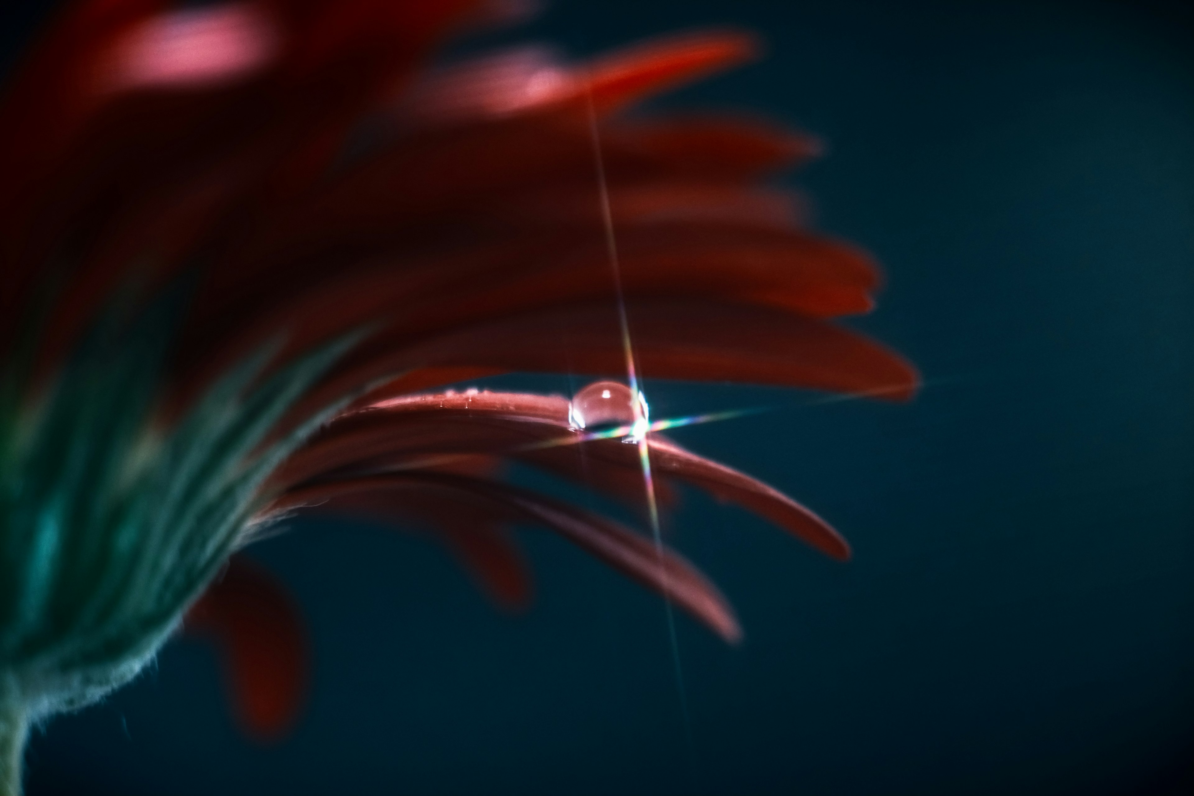 Primo piano di petali di fiore rossi con una goccia d'acqua scintillante