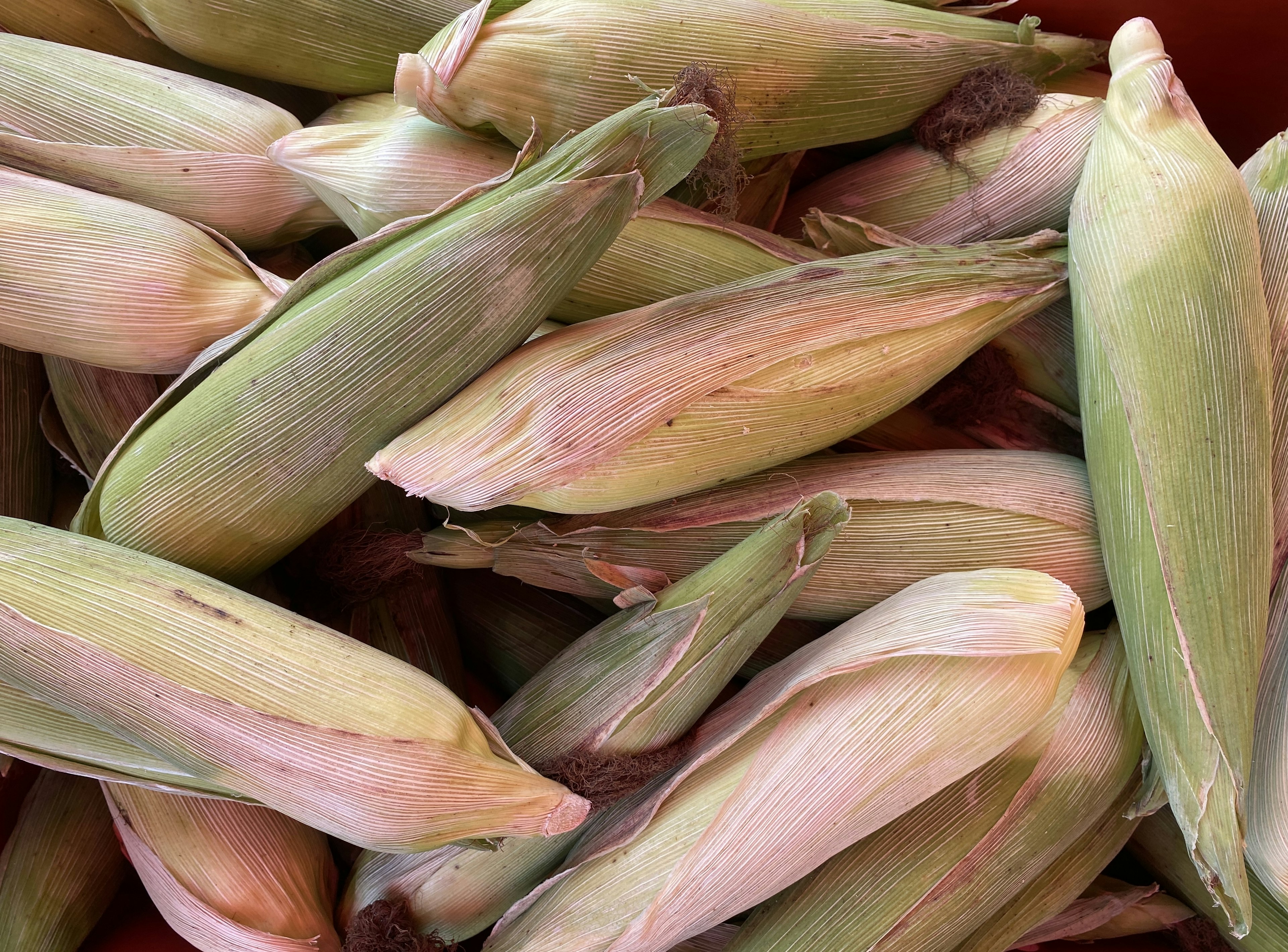 Fresh corn husks stacked together