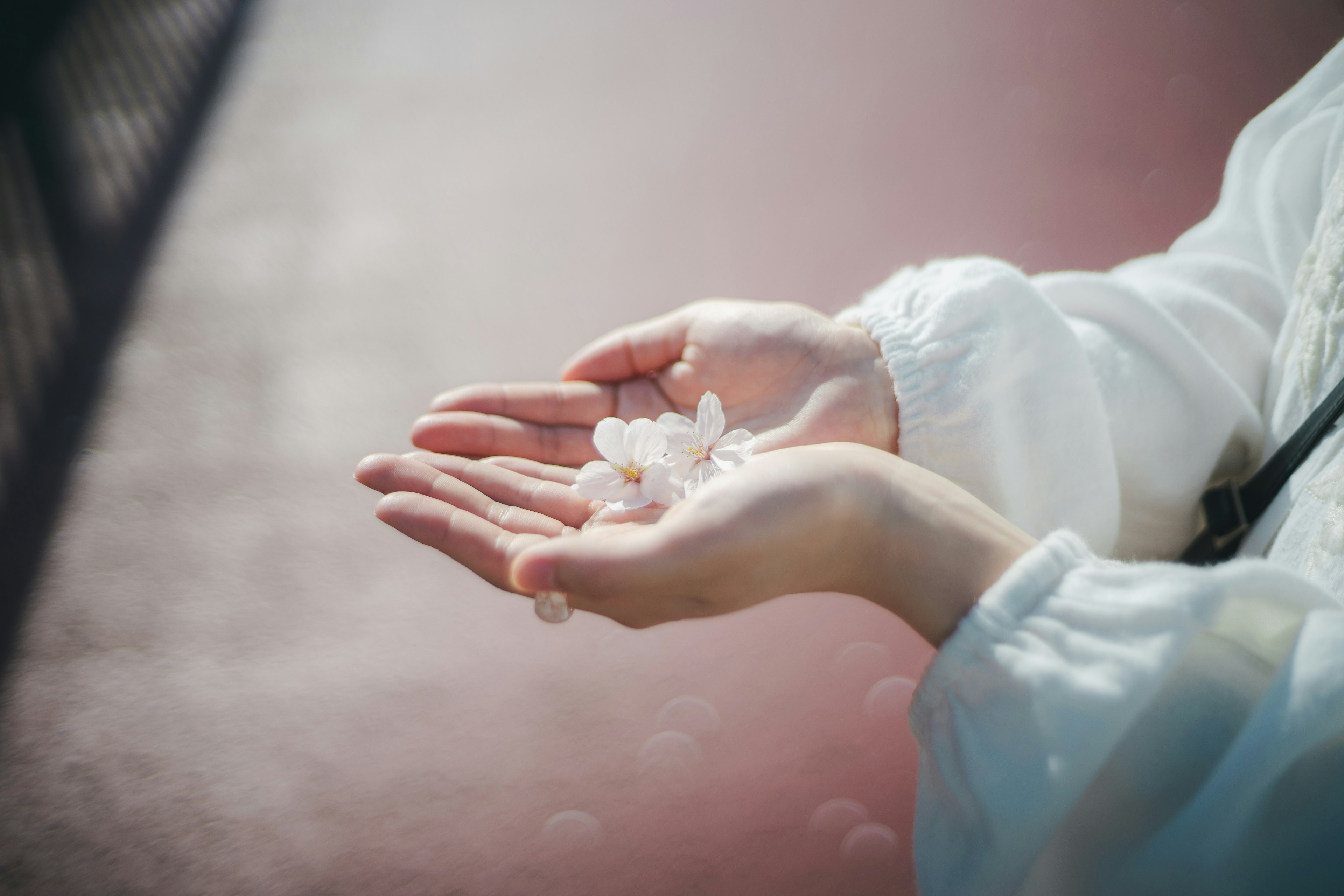 白い花びらを手に持つ女性の手