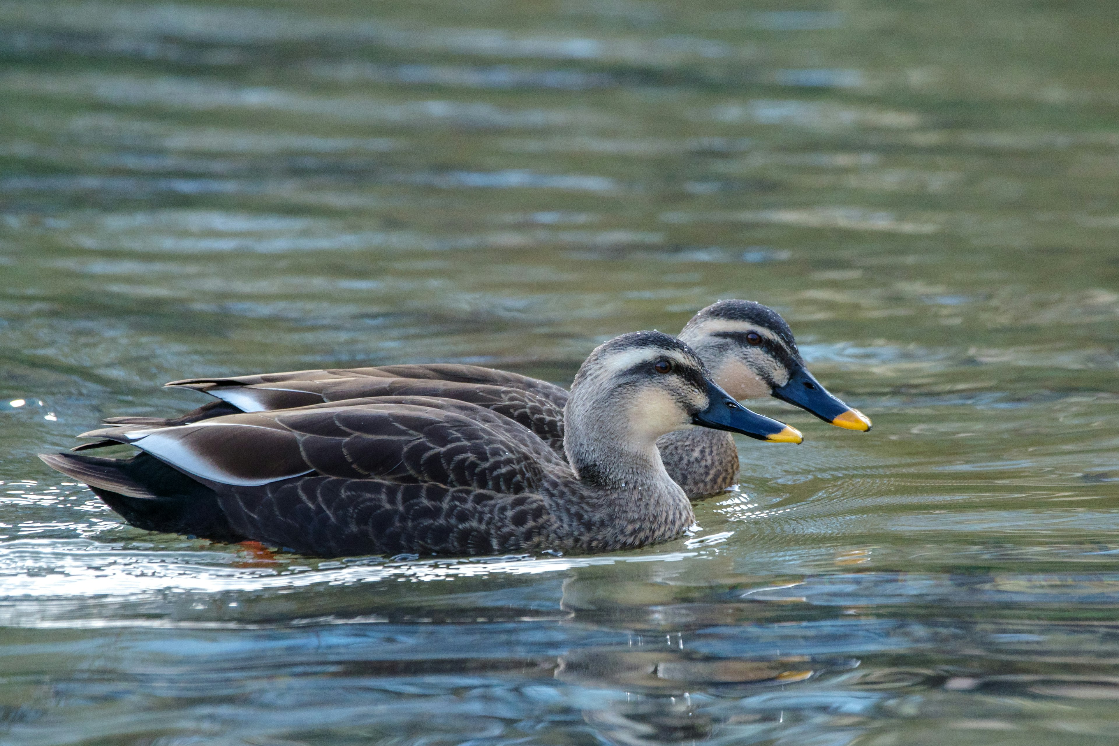 Deux canards nageant à la surface de l'eau avec des plumes distinctes et des becs brillants