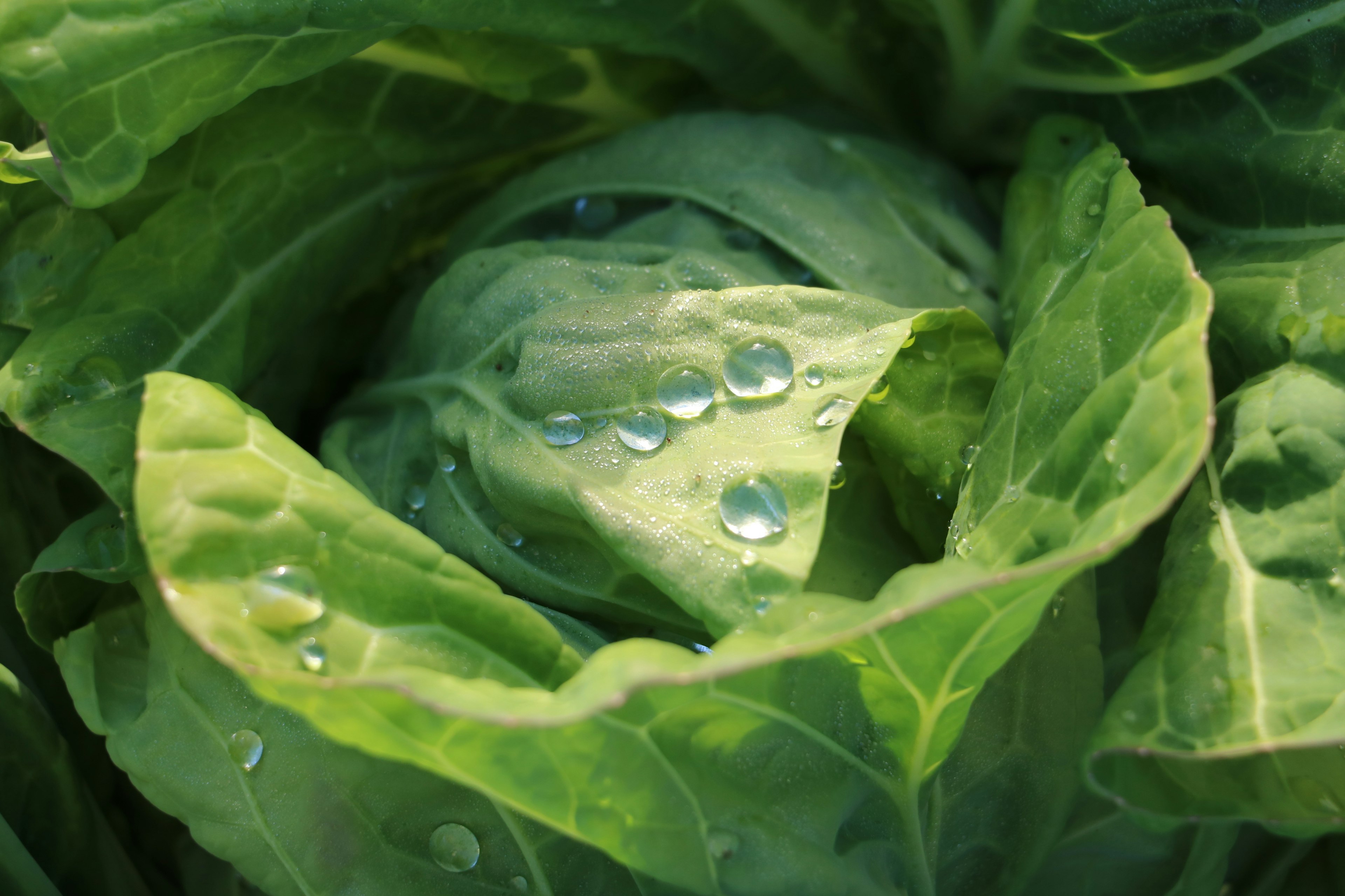 Fresh cabbage leaves with droplets of water