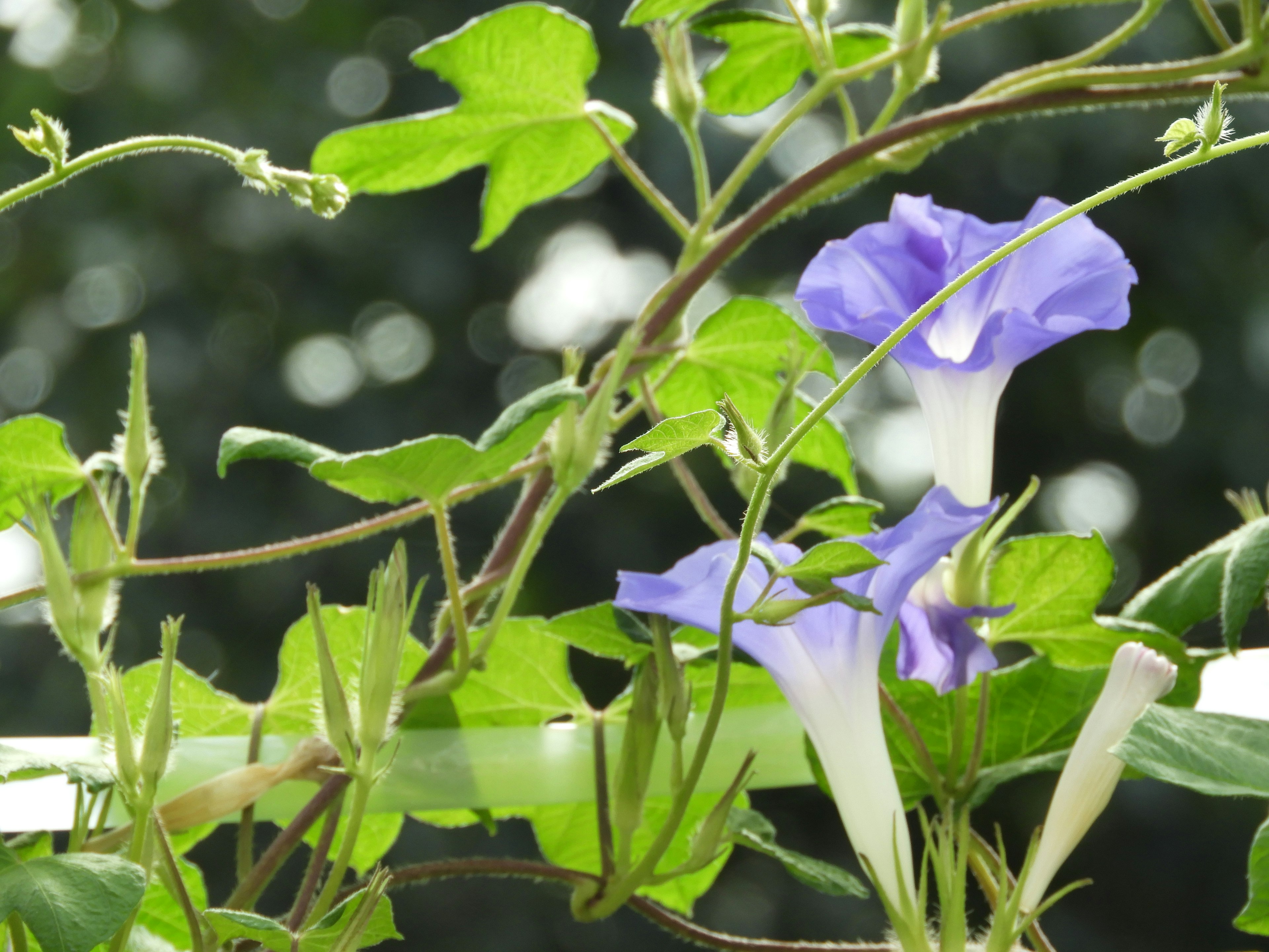 Gros plan d'une belle plante avec des fleurs violettes et des feuilles vertes