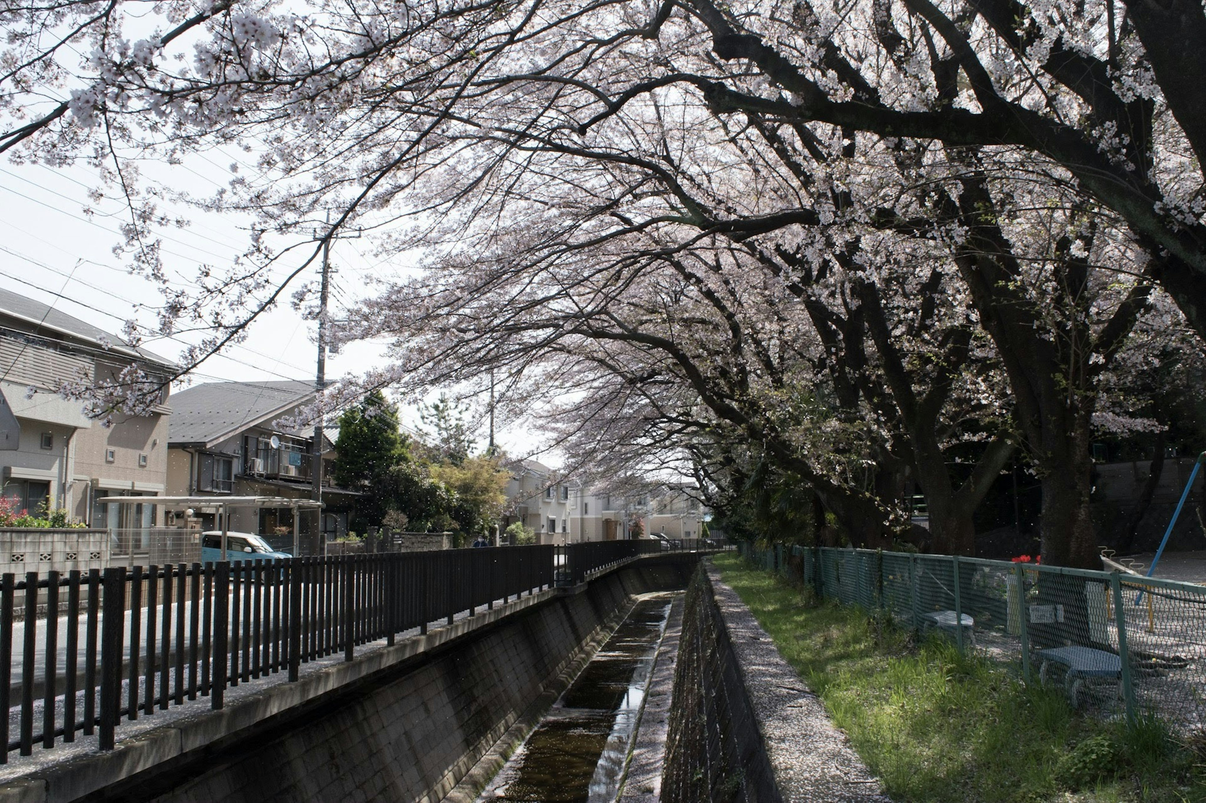 Vue pittoresque des cerisiers en fleurs le long d'un canal