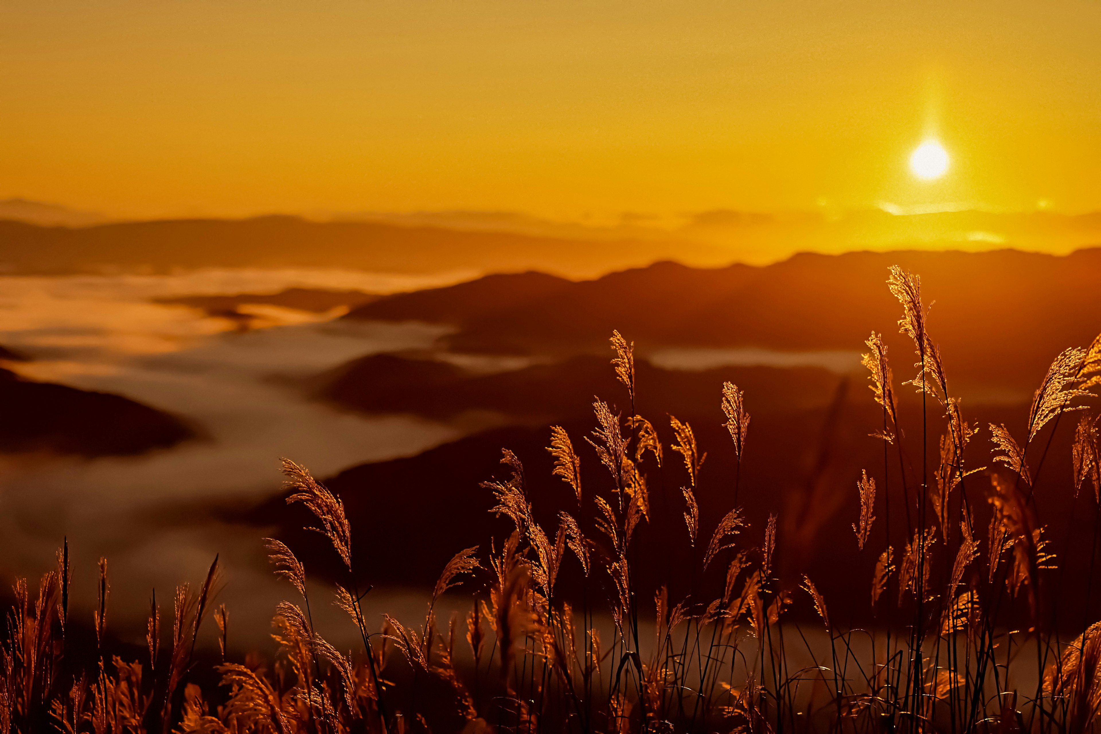 夕日が山々を照らす風景と穂のある草