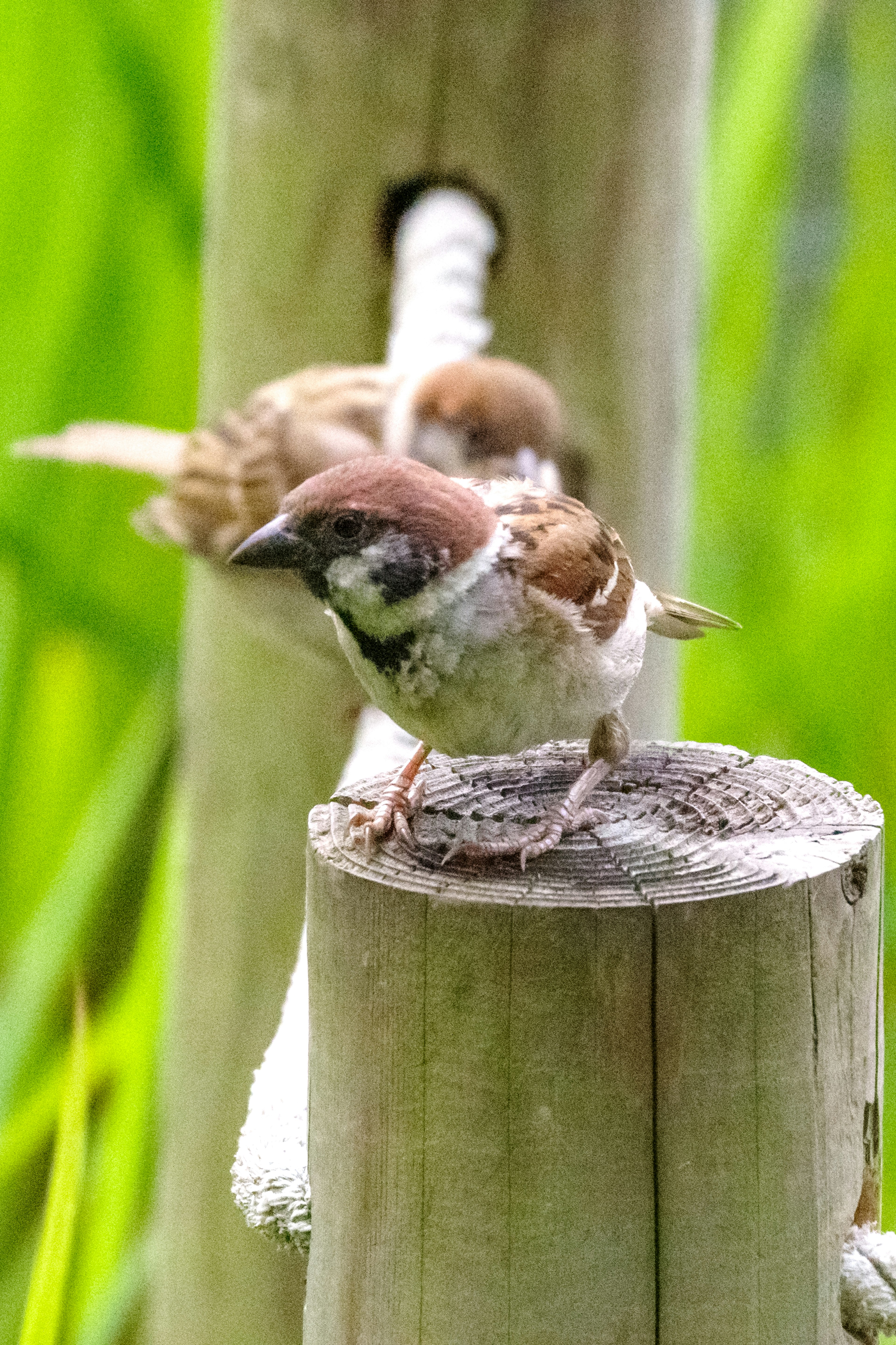 Ein kleiner Spatz steht auf einem Holzpfosten vor grünem Hintergrund