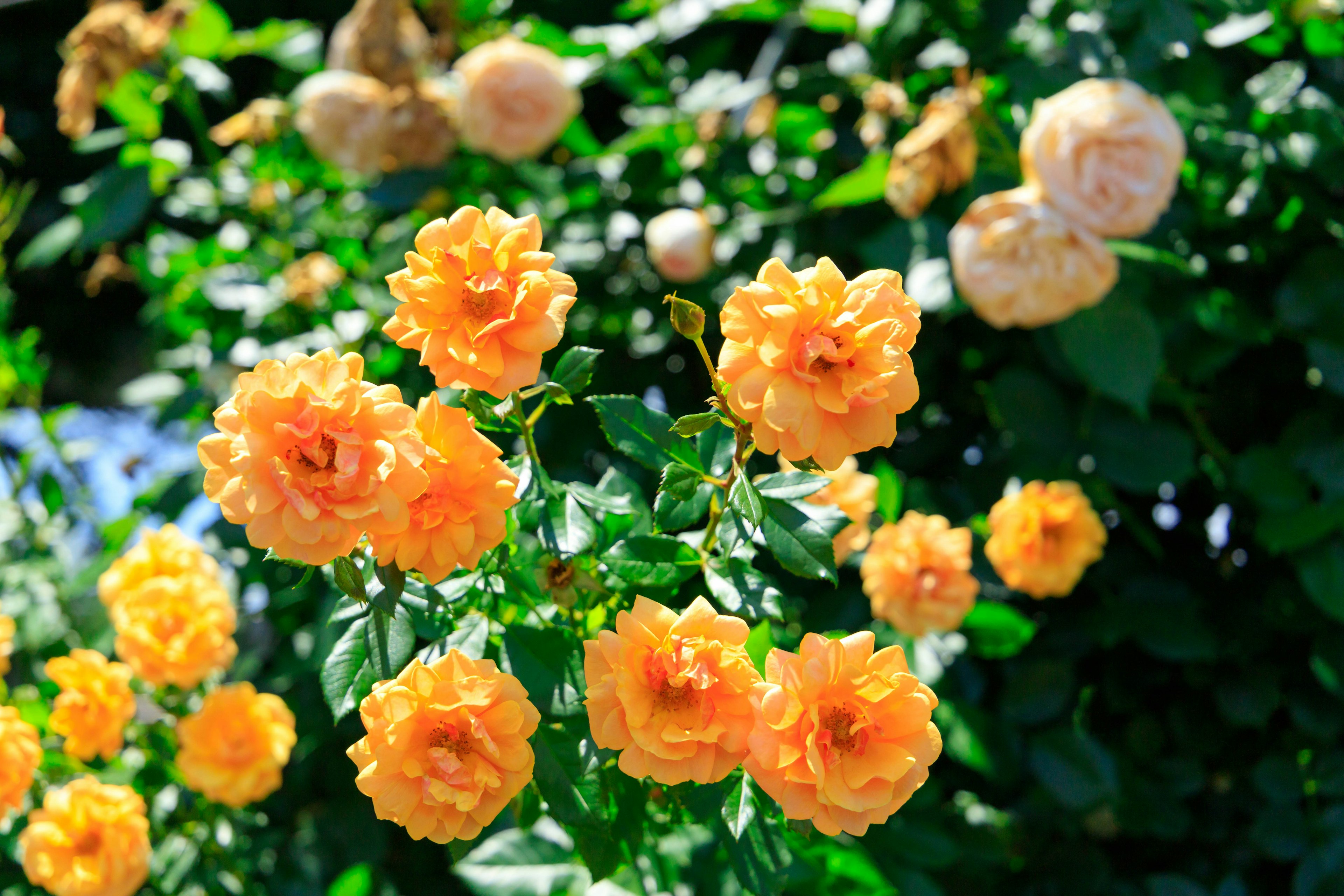 Vibrant orange roses blooming against a backdrop of green leaves