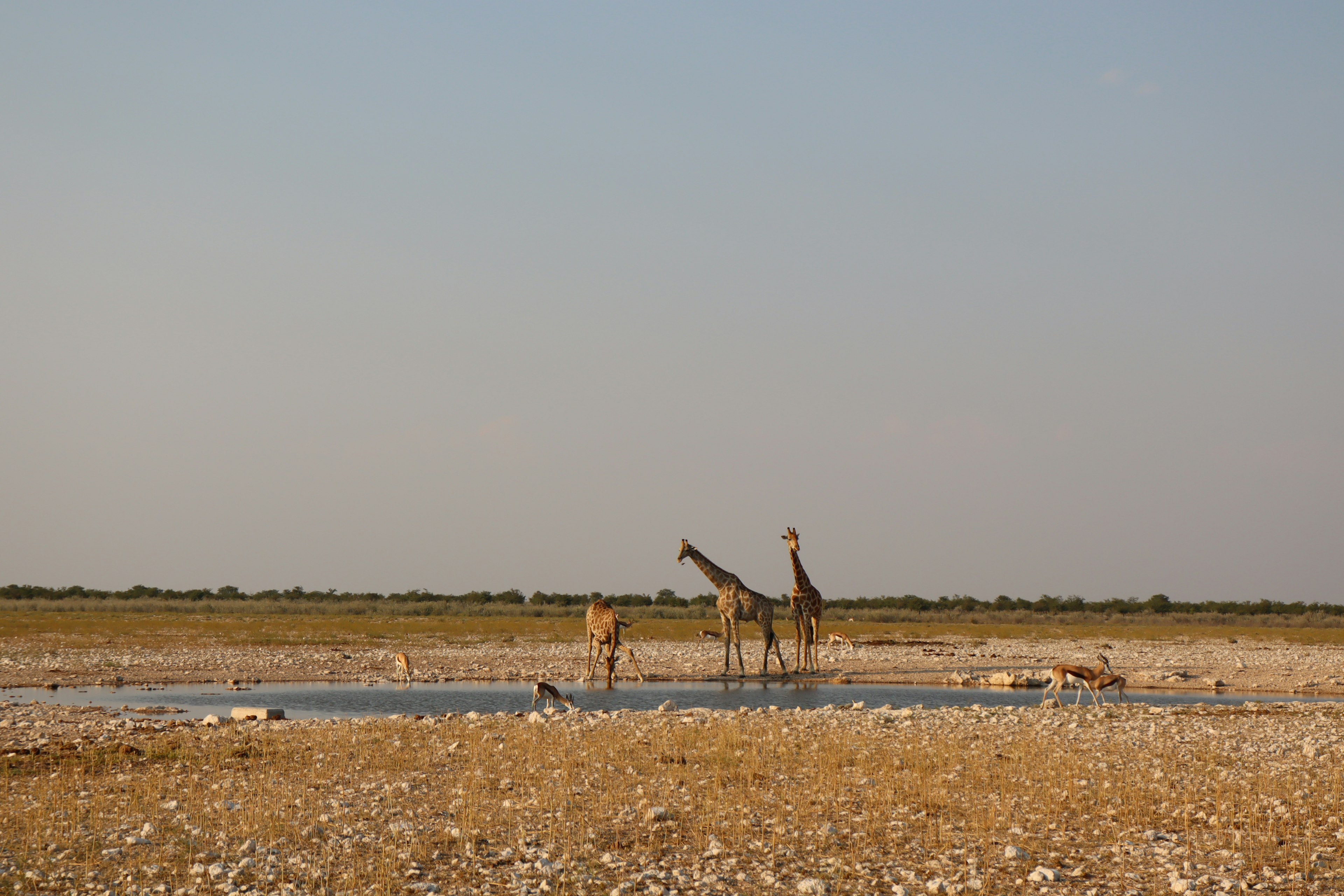 Zwei Giraffen stehen an einem Wasserloch in einer trockenen Savanne