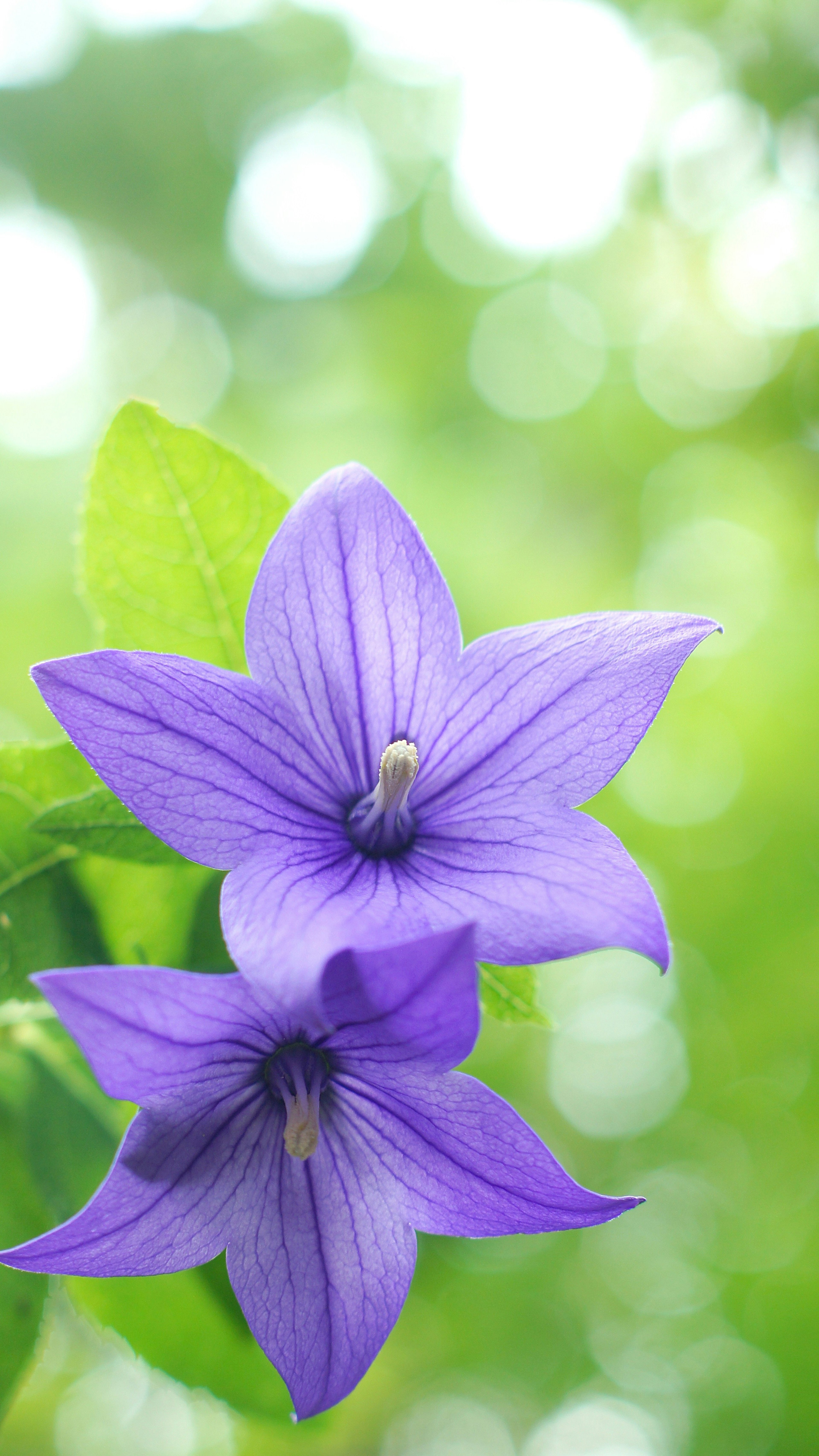 Due fiori viola vibranti su uno sfondo verde